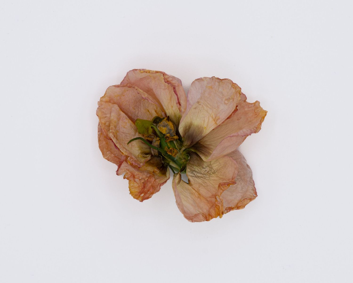 Delicate pink hellebore flower bloom sequence showing gradual decay stages from fresh to withered on white background.