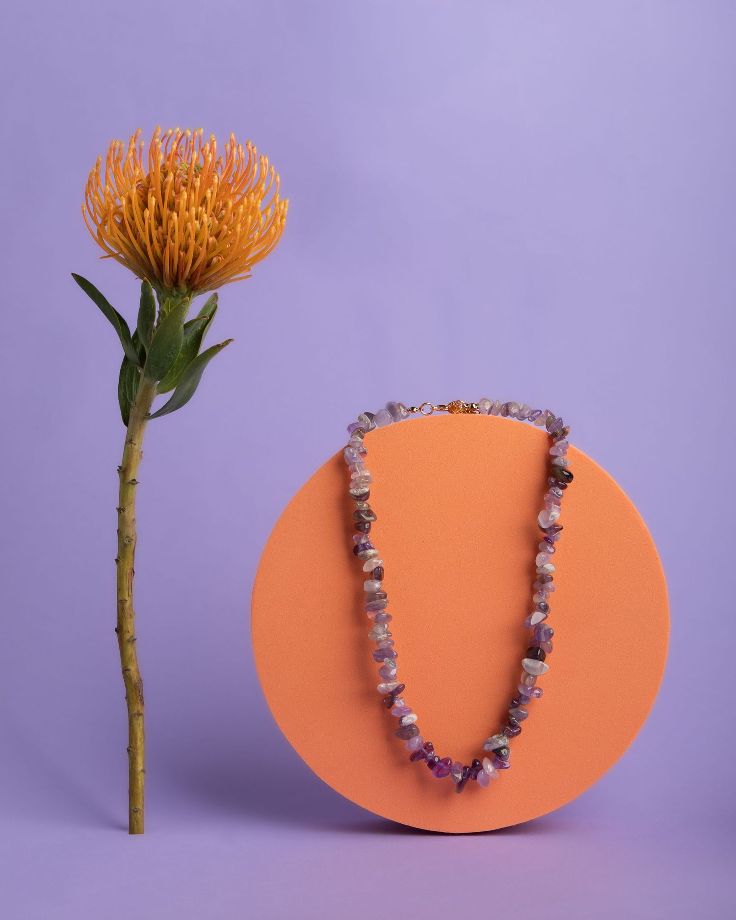 An orange Gerbera daisy stem shown in various positions against a lavender background with a coral-colored oval disc.