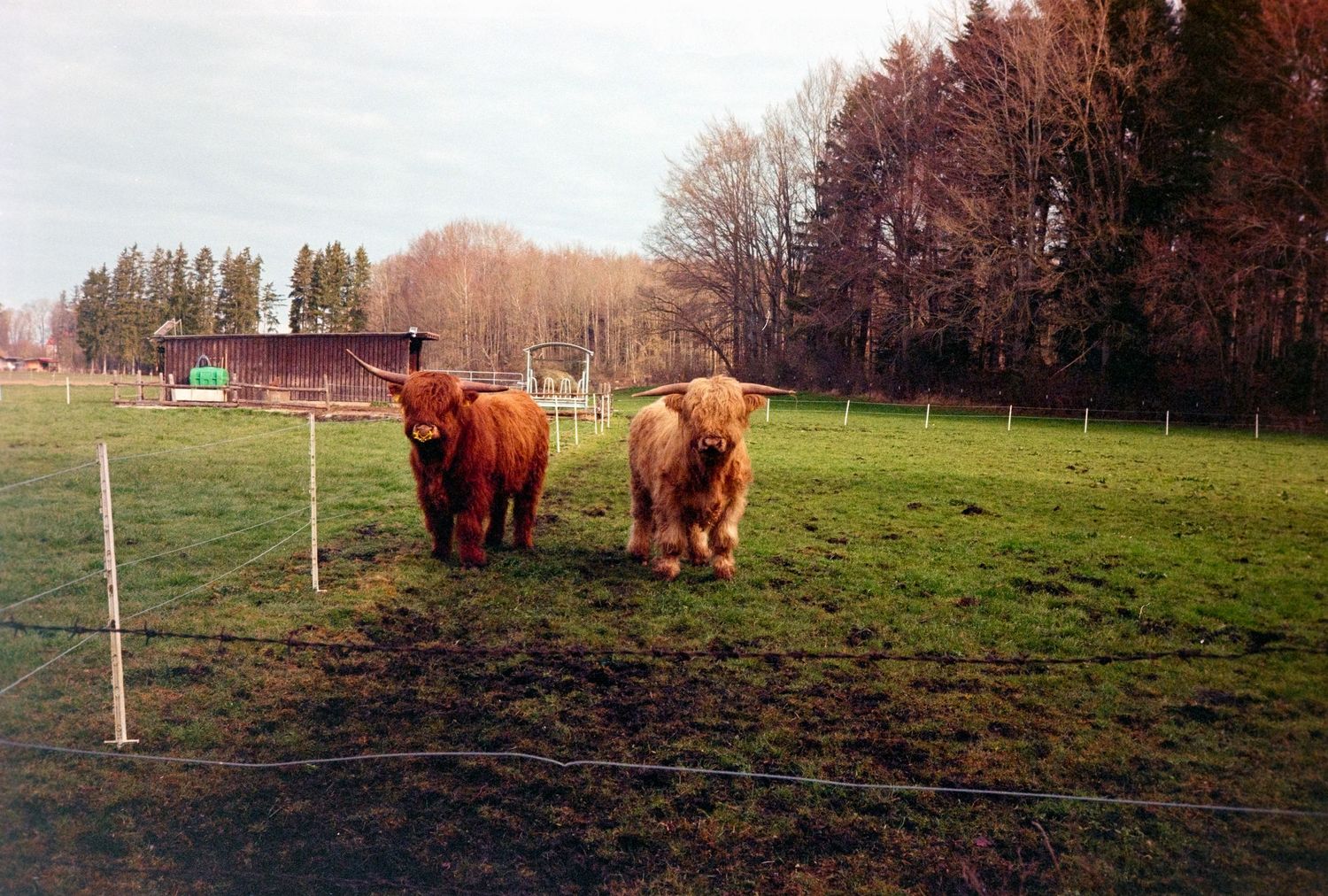 Two shaggy Highland cattle stand in a green fenced pasture with trees and a red barn in the background.