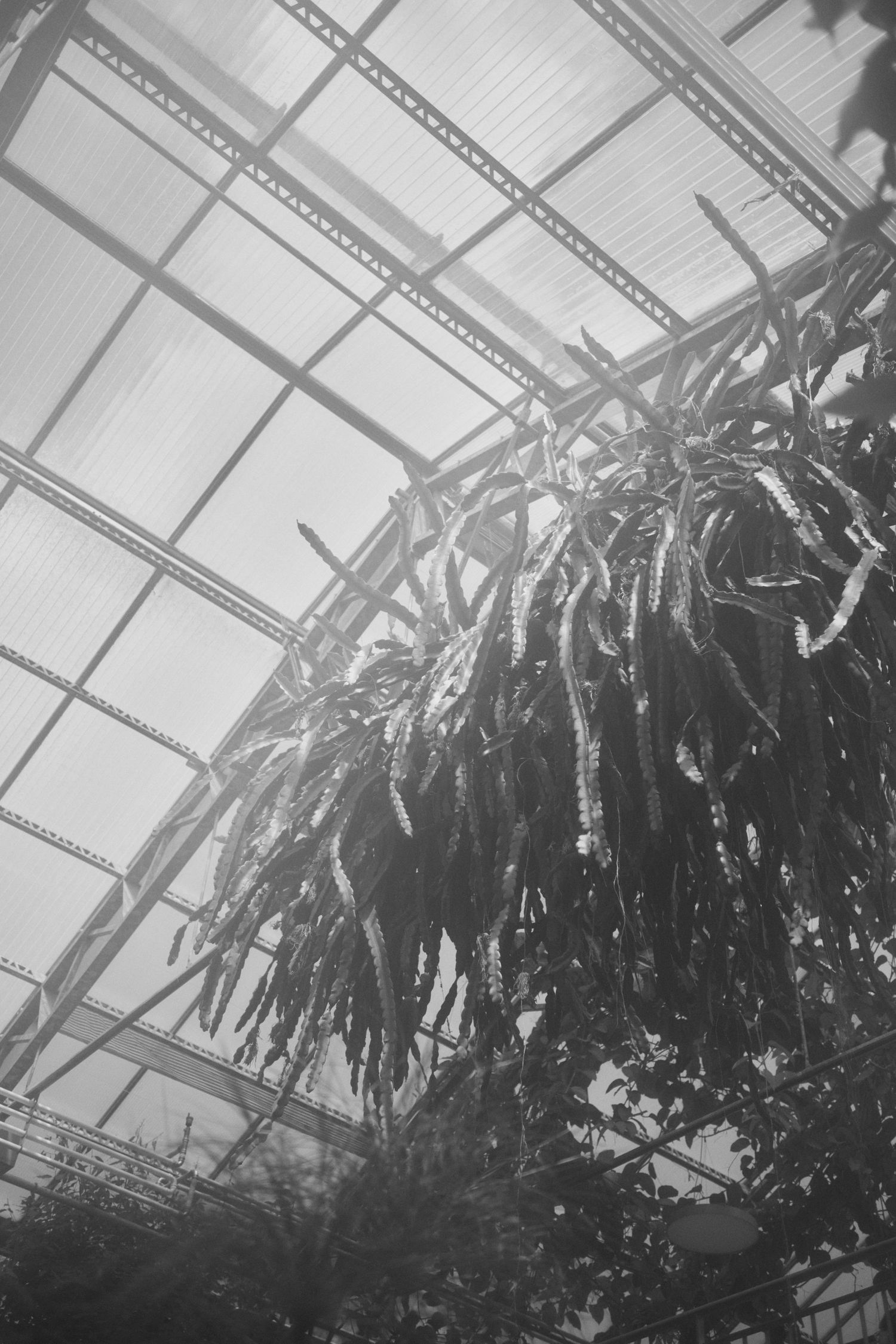 Black and white photo of hanging cacti plants inside a greenhouse with a glass and metal roof structure.