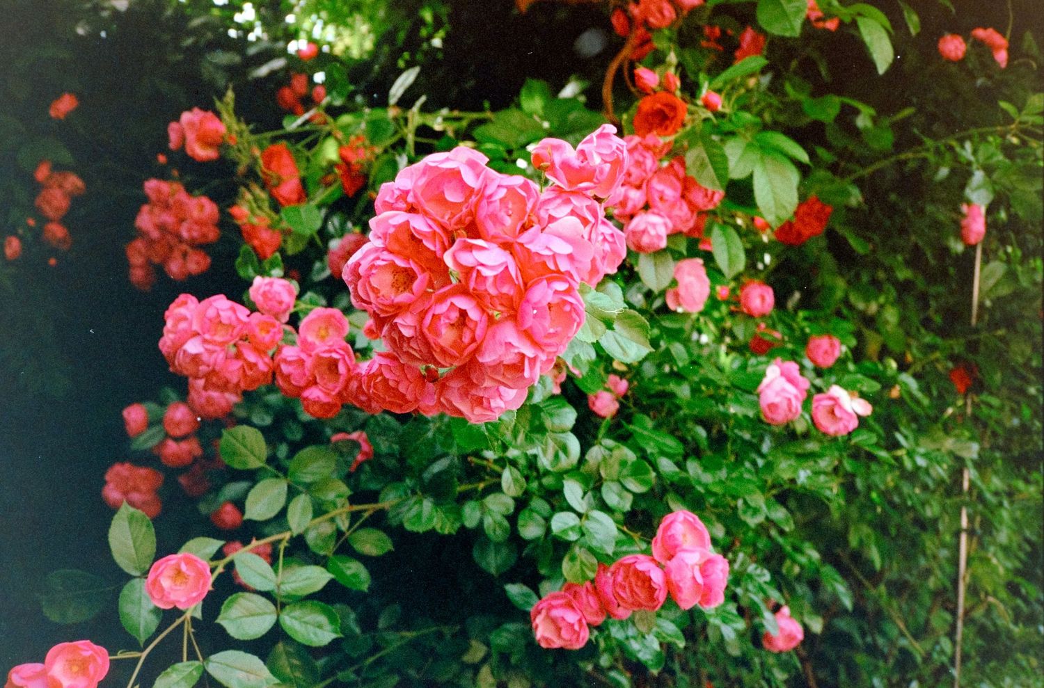 Lush cluster of vibrant pink roses in full bloom with green leaves in a garden setting.