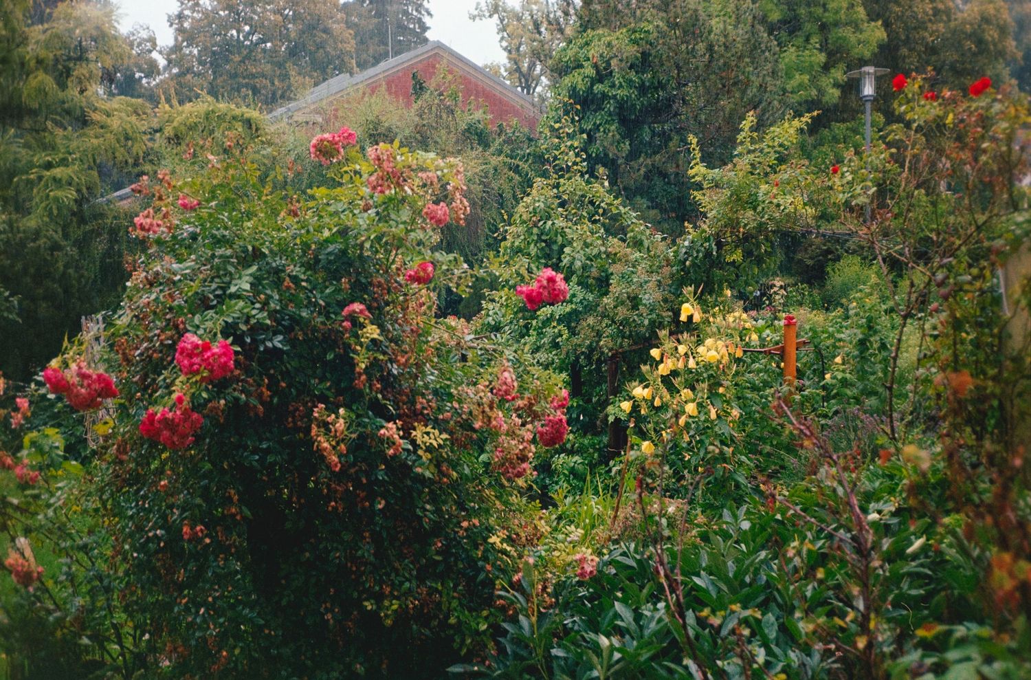 Lush garden with vibrant red and yellow flowers surrounded by green foliage, with a red barn visible in the background.