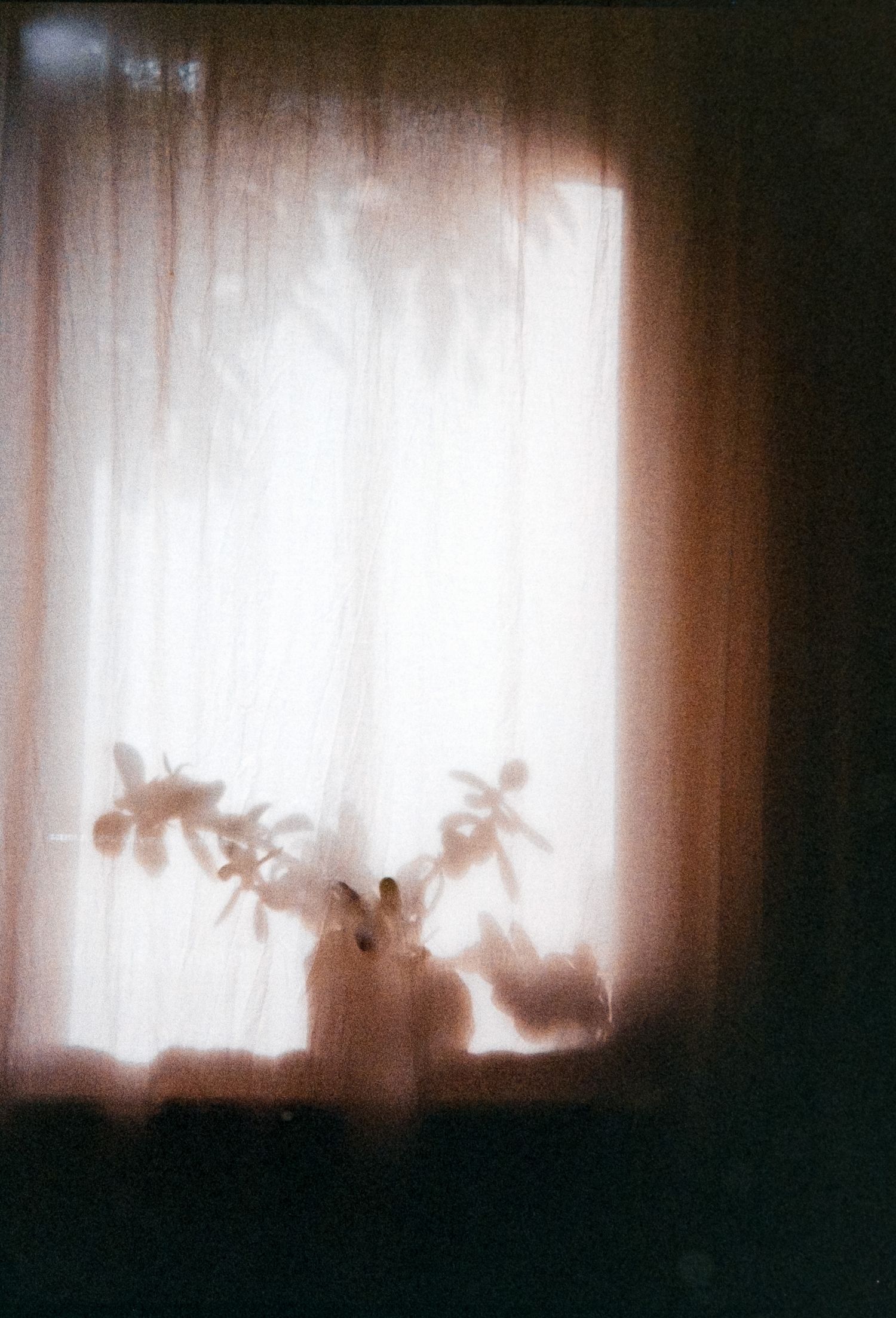 Soft light filters through sheer white curtains casting silhouettes of houseplants on a dimly lit windowsill.