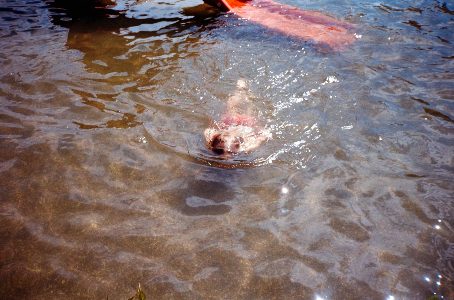 A person swimming in shallow clear water, viewed from above, with ripples surrounding them.
