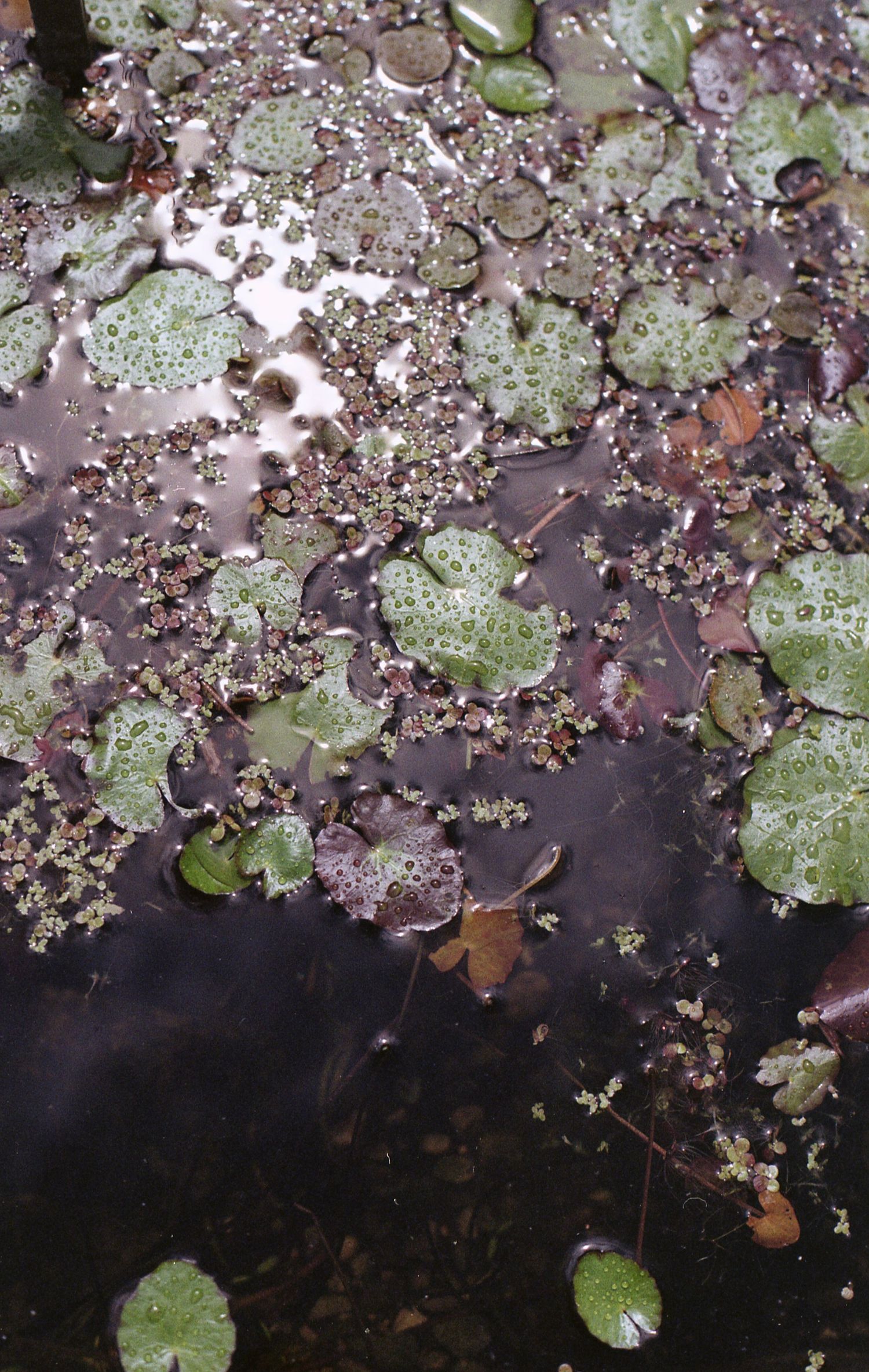 Close-up of a pond surface covered with green lily pads, duckweed, and fallen leaves floating on dark water.