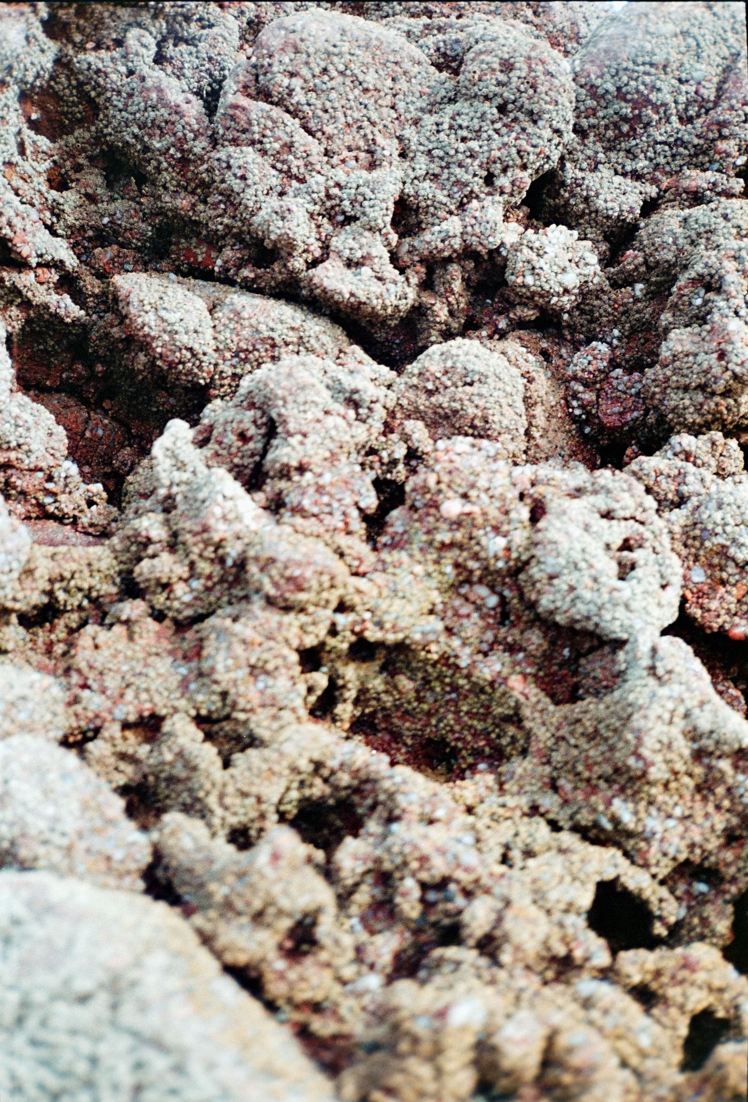 Close-up of textured volcanic rock covered in grainy gray and red mineral deposits.