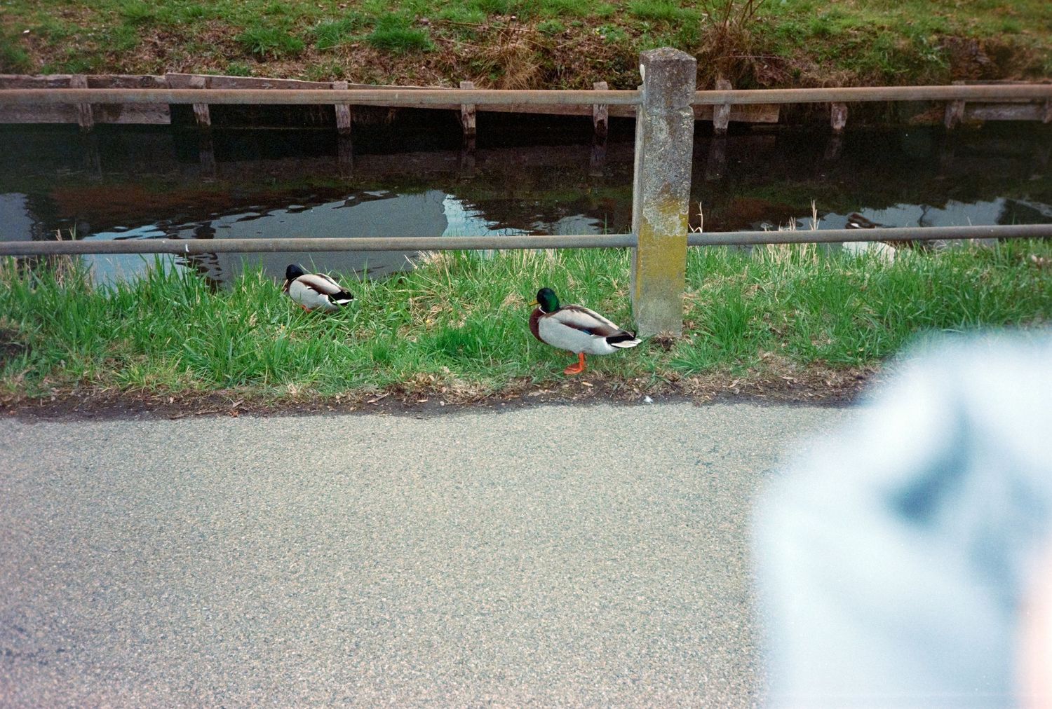 Two black and white ducks standing on grass beside a canal path on a cloudy day.