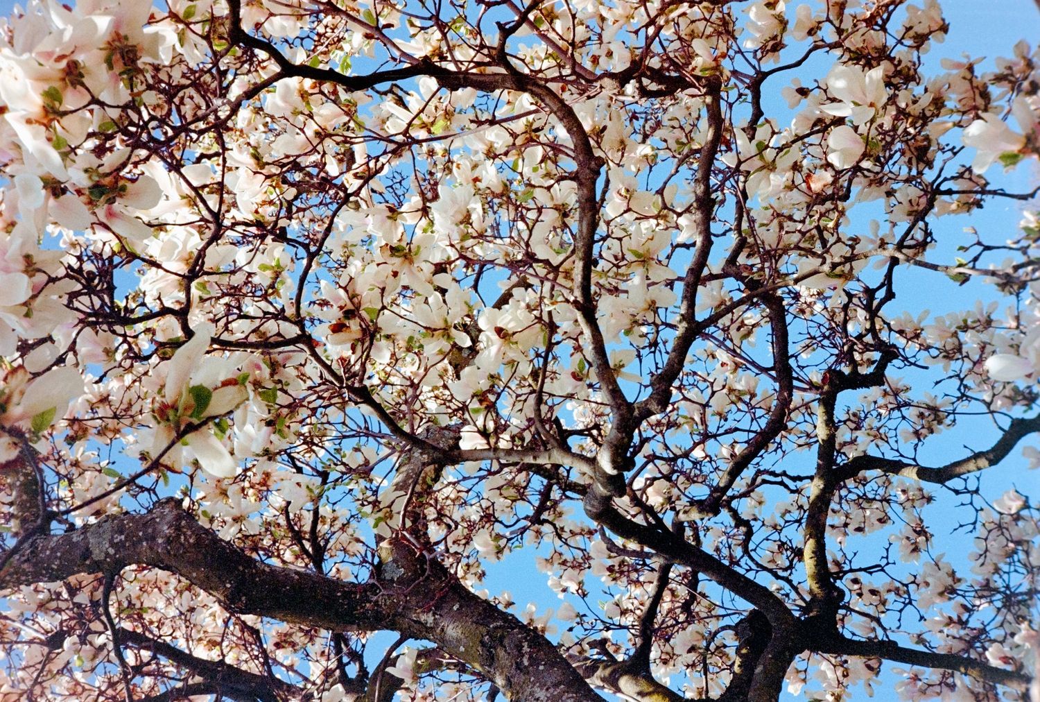 White magnolia blossoms bloom on dark branches against a bright blue spring sky.