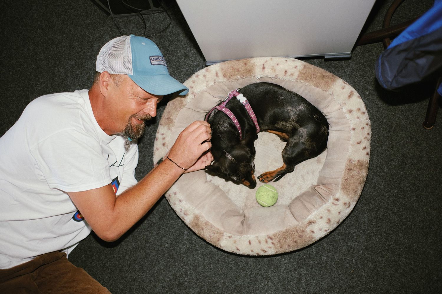 Man in blue cap petting a black dog resting on a round pet bed with a tennis ball nearby.