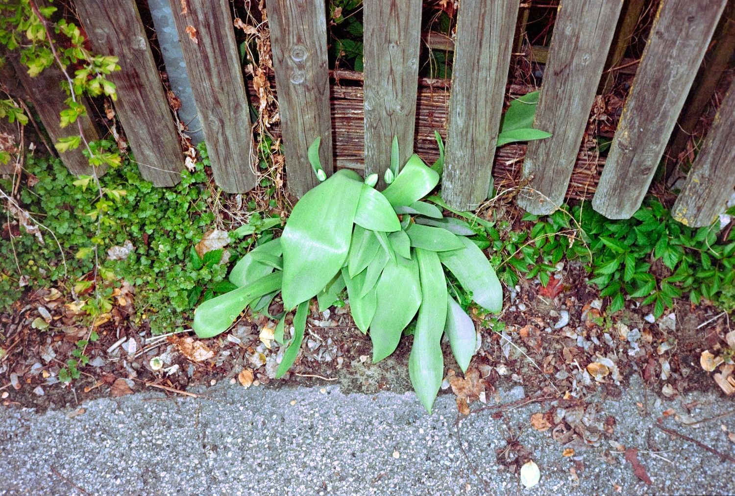 Large leafy green plant growing at base of wooden fence beside a concrete sidewalk with scattered pebbles.