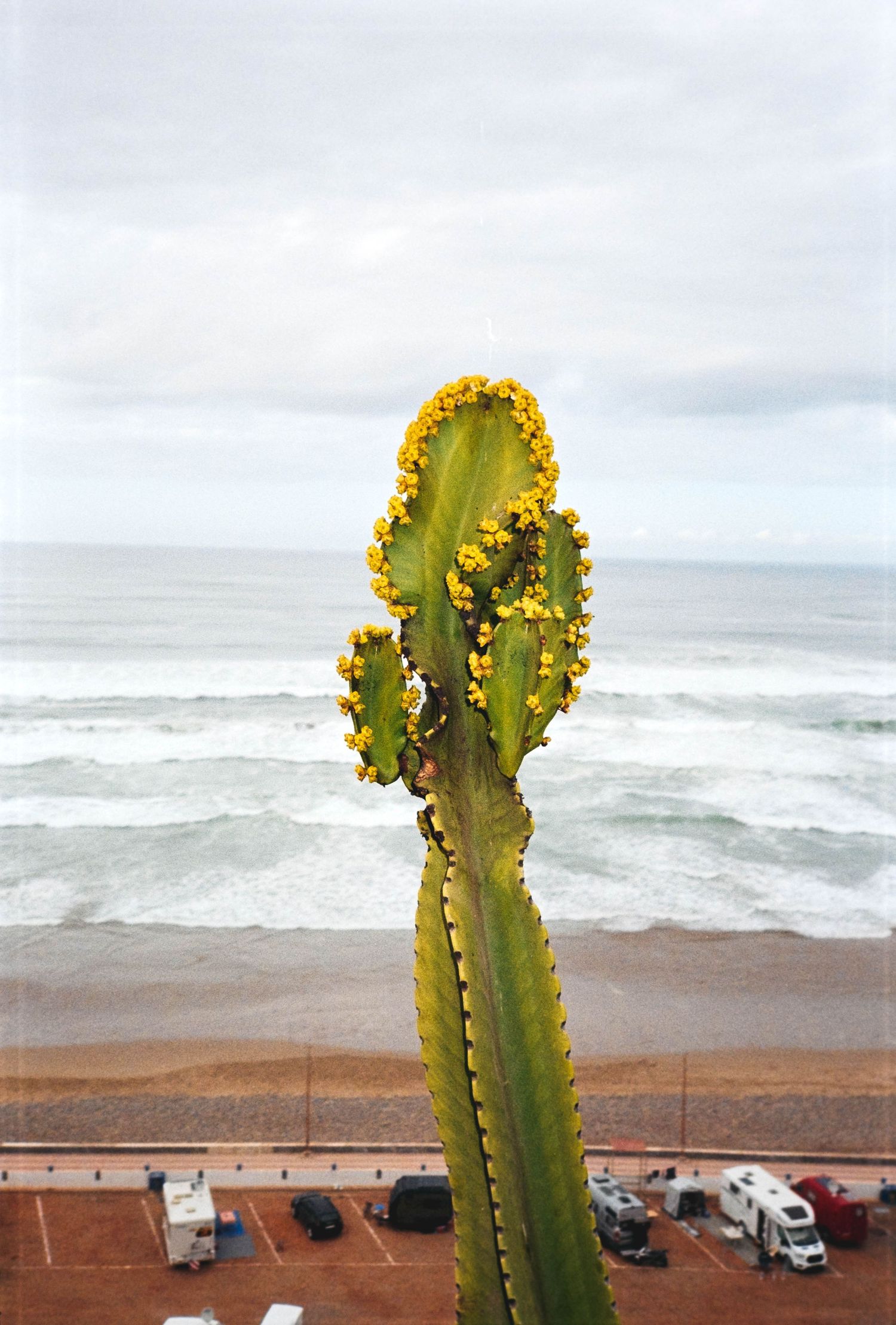 Tall green cactus with yellow flowers blooming at top, overlooking a sandy beach and ocean waves under cloudy skies.
