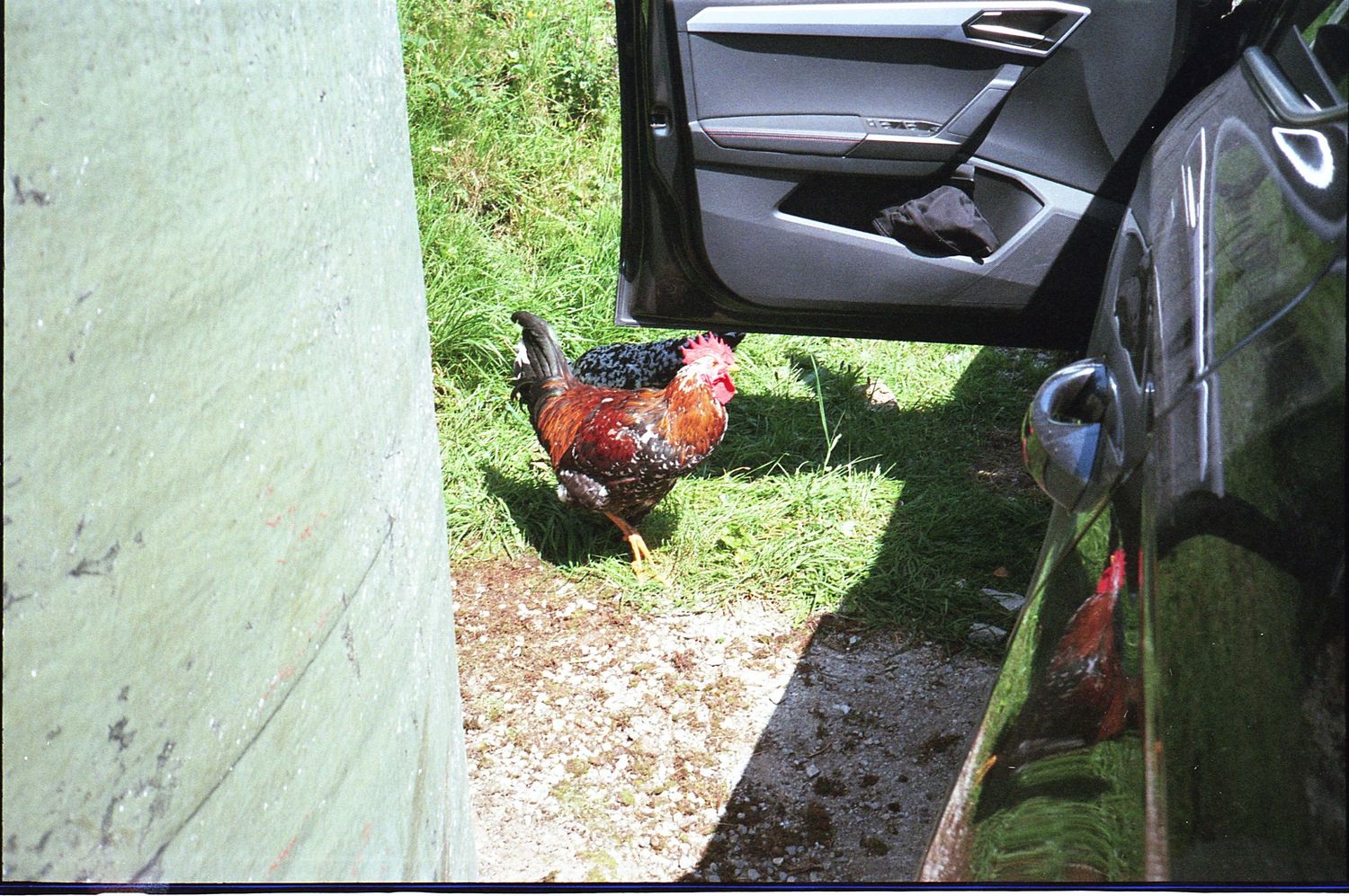 A colorful rooster stands between a green building and an open car door on a grassy area.