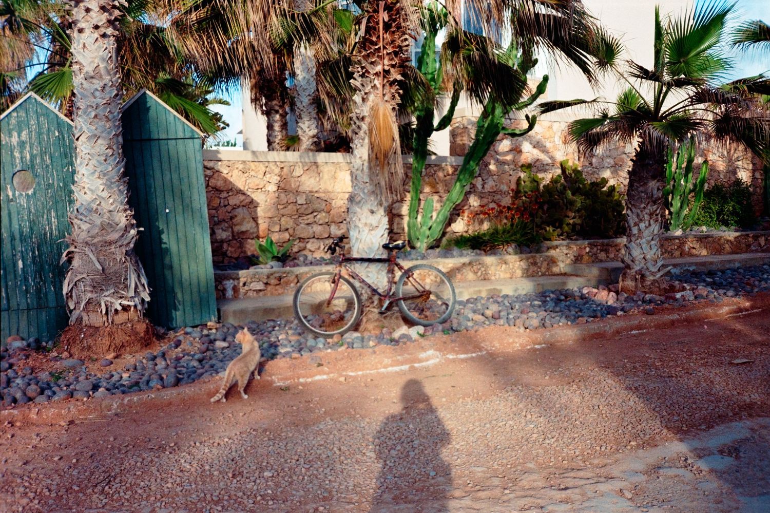 Bicycle leaning against a stone wall surrounded by palm trees with a cat and shadow visible on sandy ground.