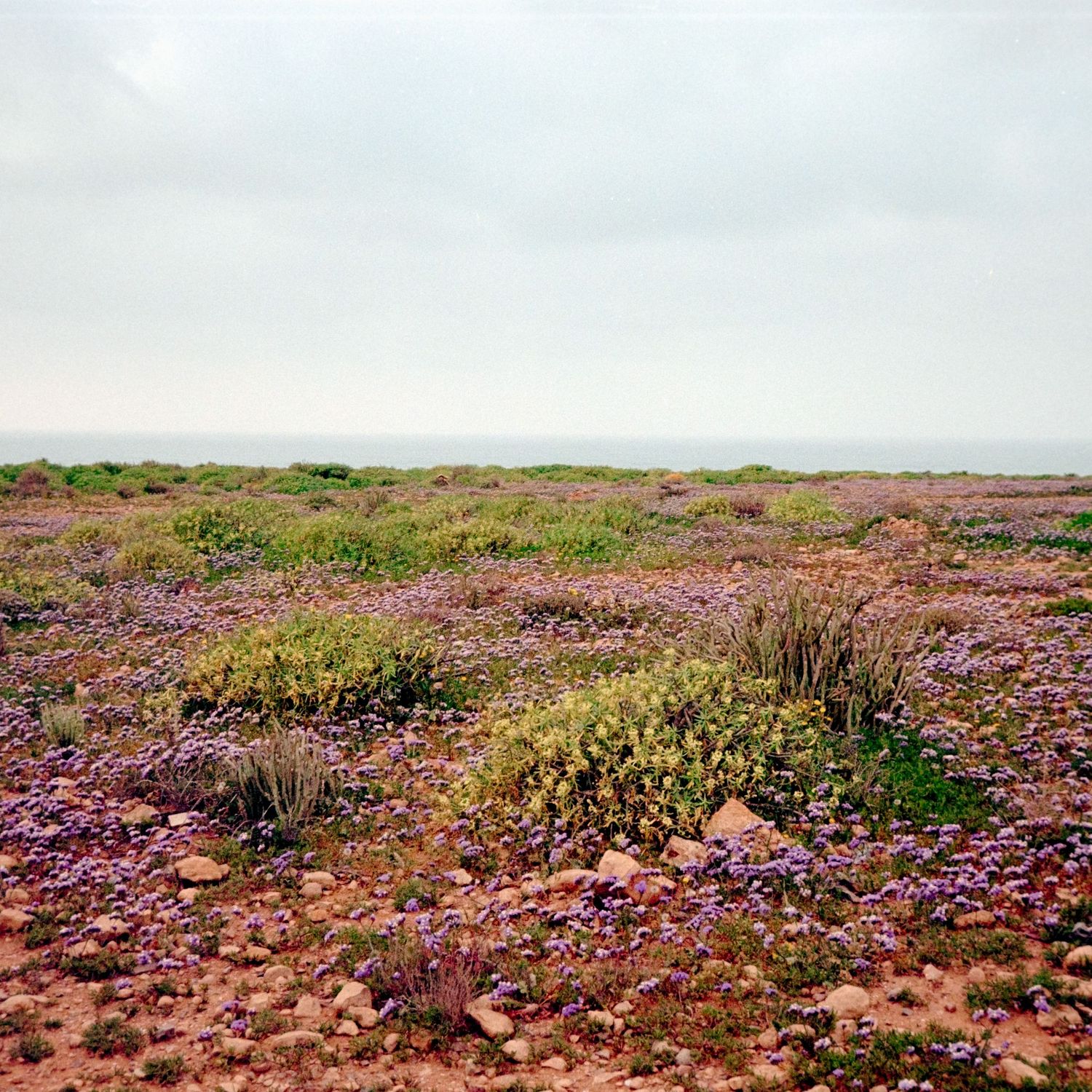Vast desert landscape blooming with purple and yellow wildflowers stretching to the horizon under an overcast sky.