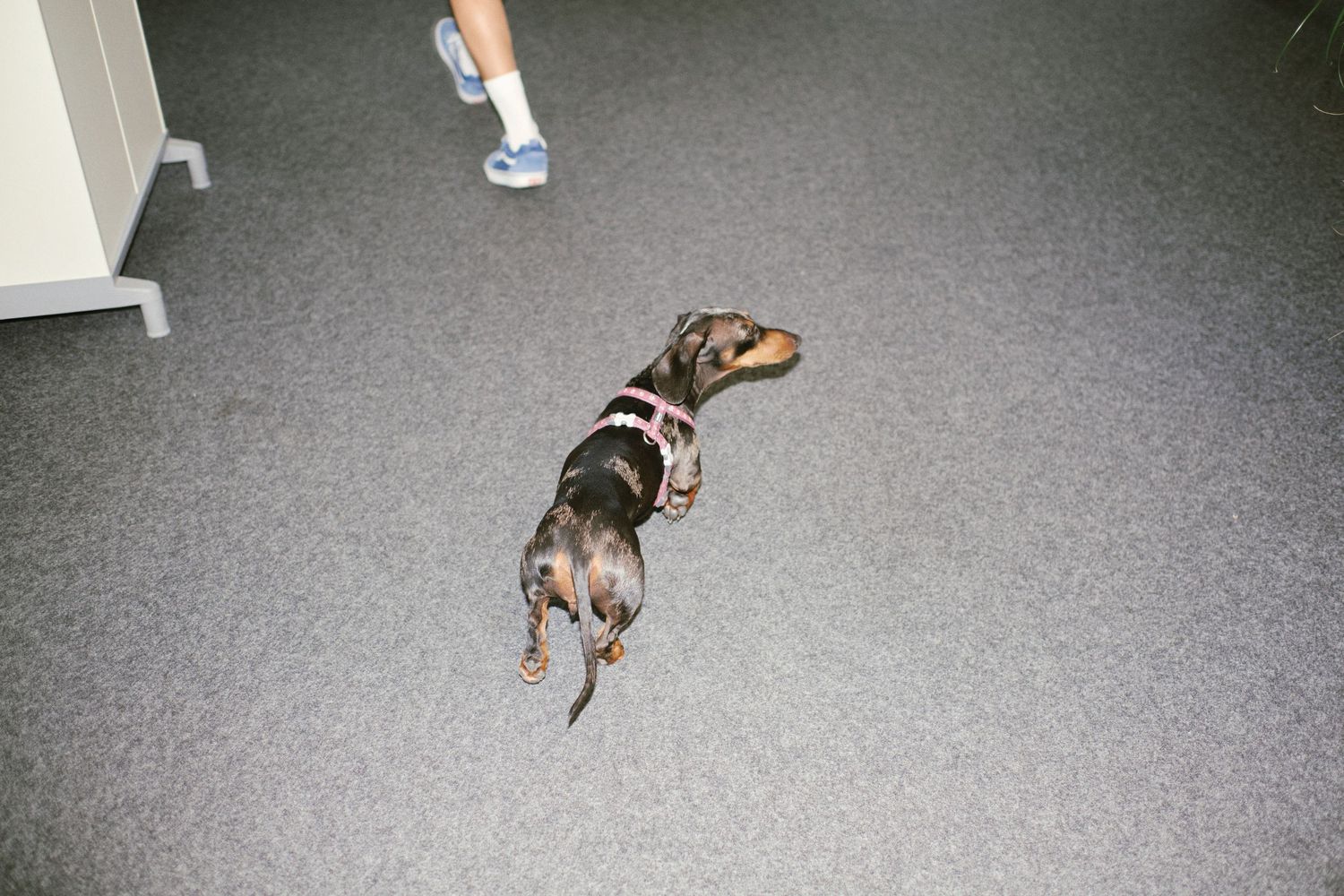 A small dachshund dog wearing a pink harness stands on gray carpet indoors near a person's legs.