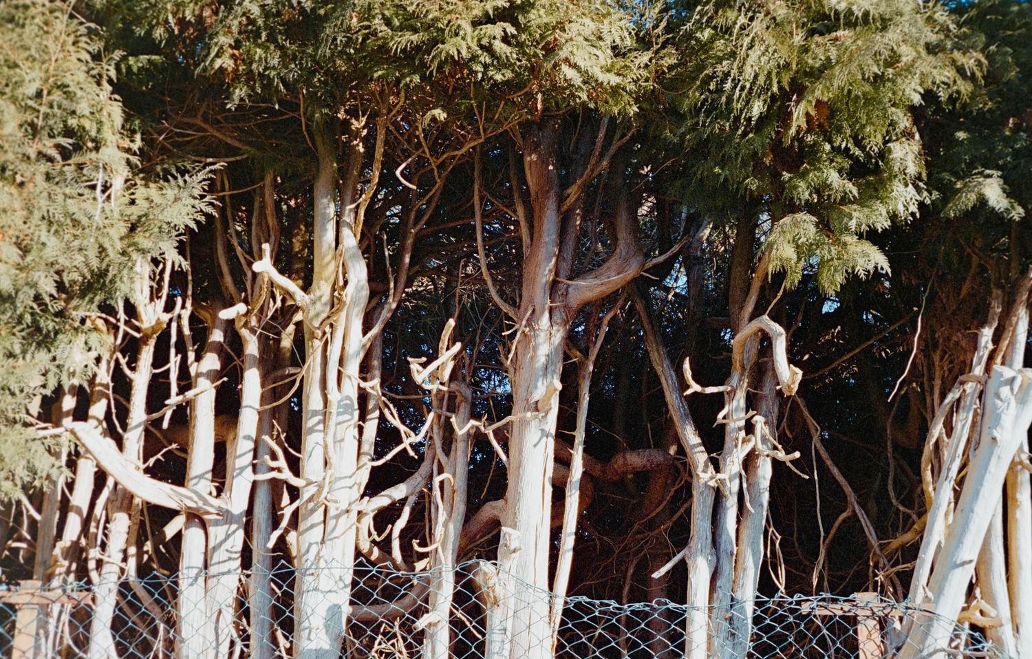 Dense grove of tall trees with twisted bare branches behind a chain-link fence in natural outdoor setting.