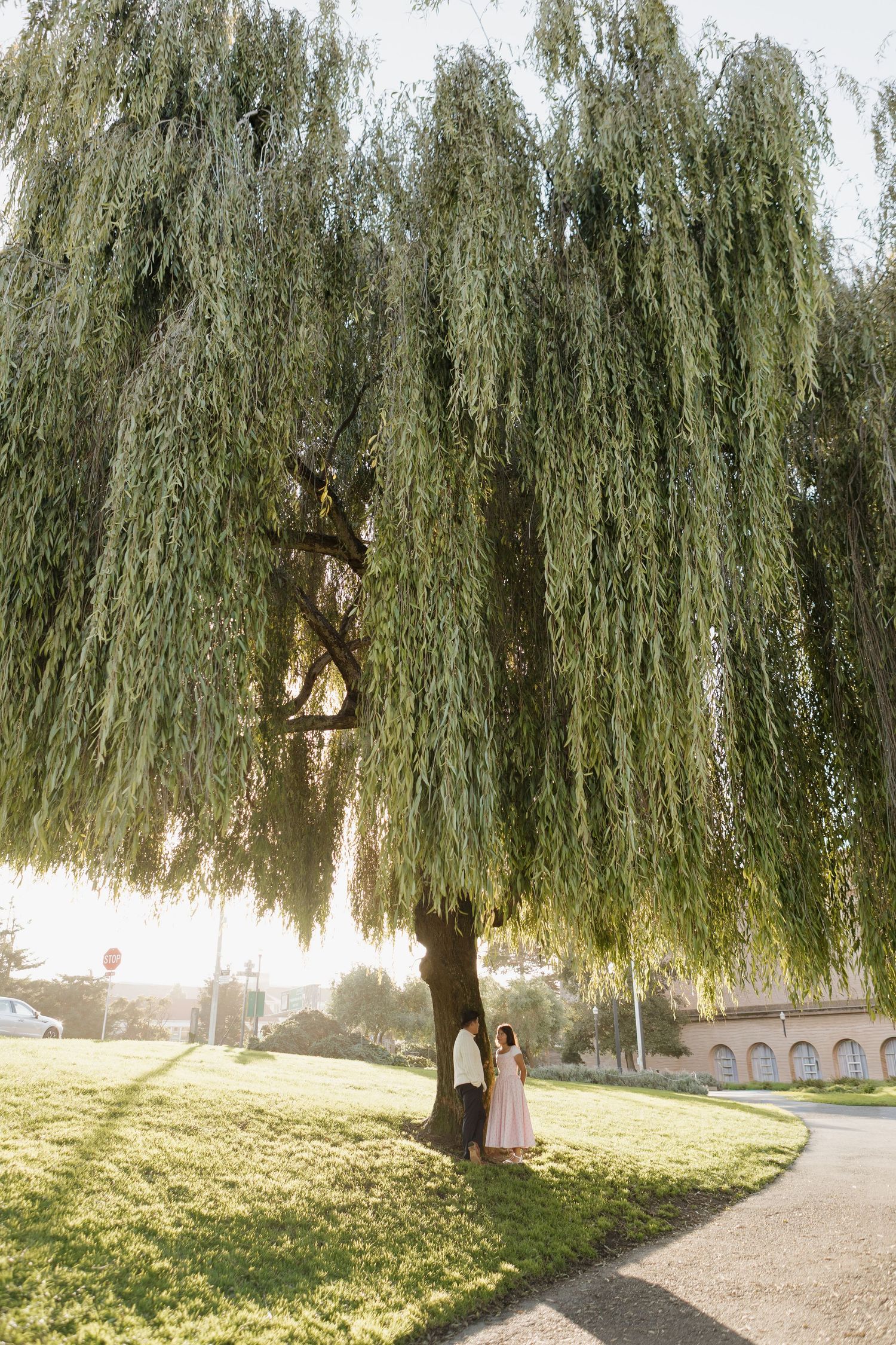 Romantic scene under weeping willow trees at sunset in a park.