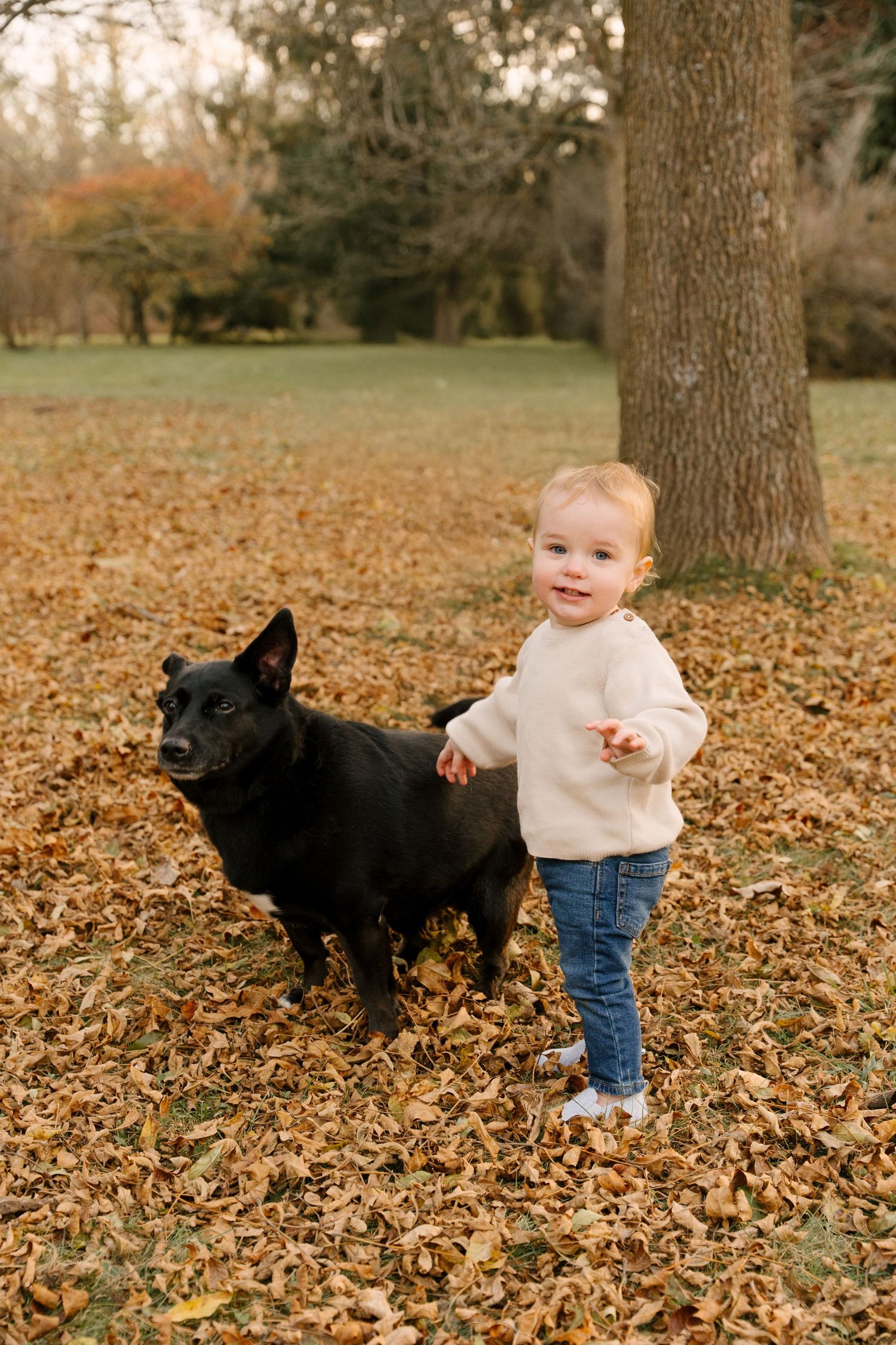 Happy toddler in cream sweater standing with black dog among autumn leaves in park.