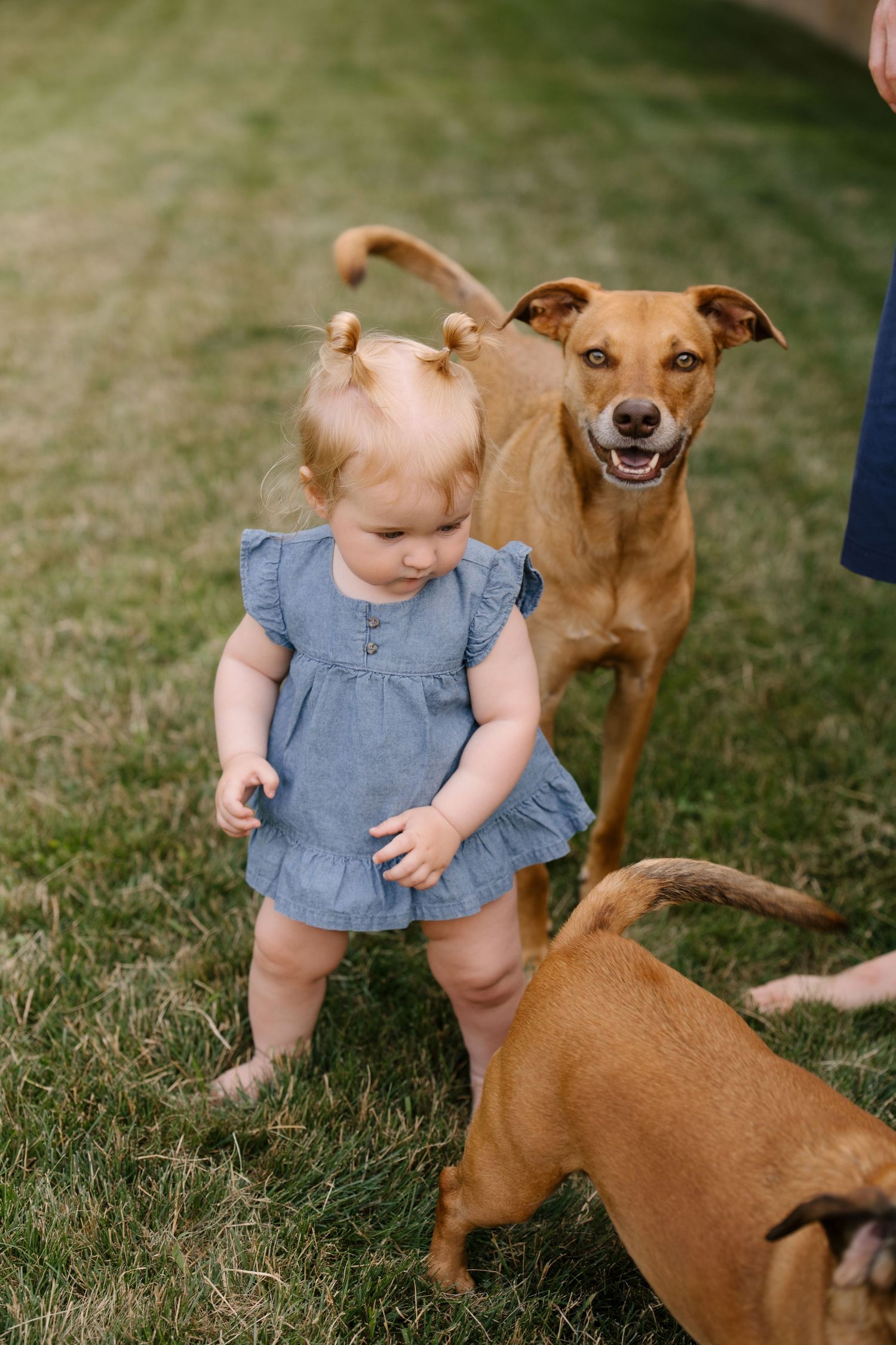 Toddler girl in blue dress standing on grass with two brown dogs during outdoor family photo session.