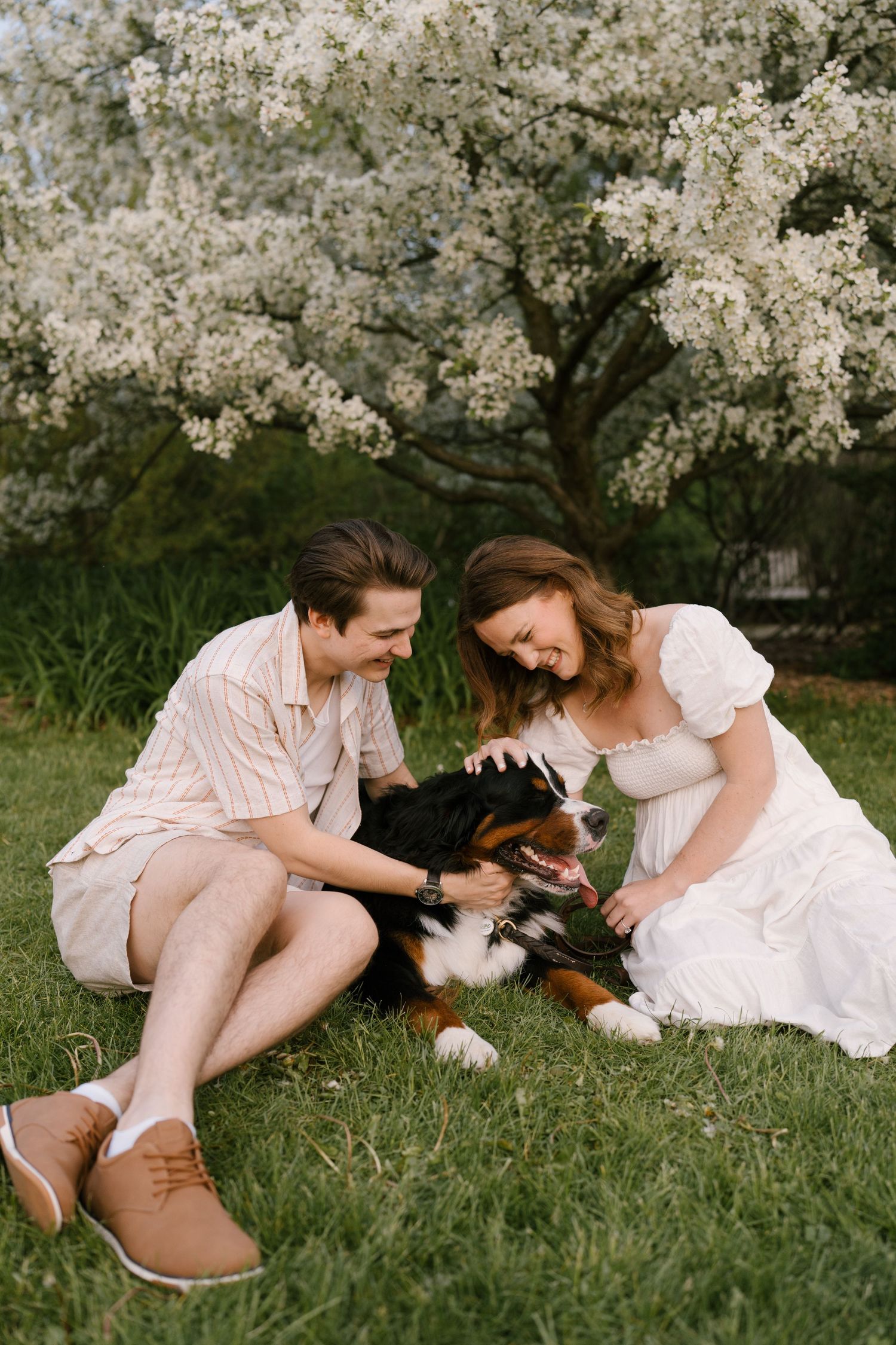Smiling couple sitting on grass petting their Bernese Mountain Dog beneath a white blossoming tree in spring.