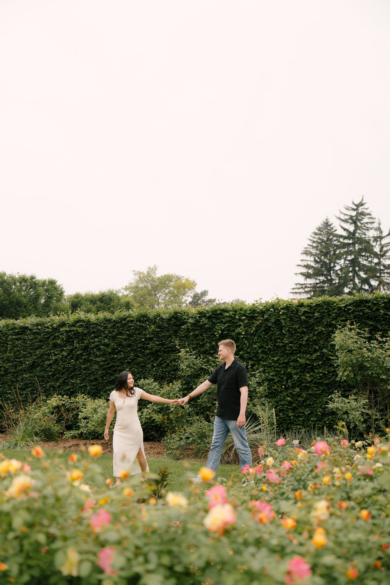 Couple holding hands and walking through a vibrant rose garden with a green hedge backdrop.