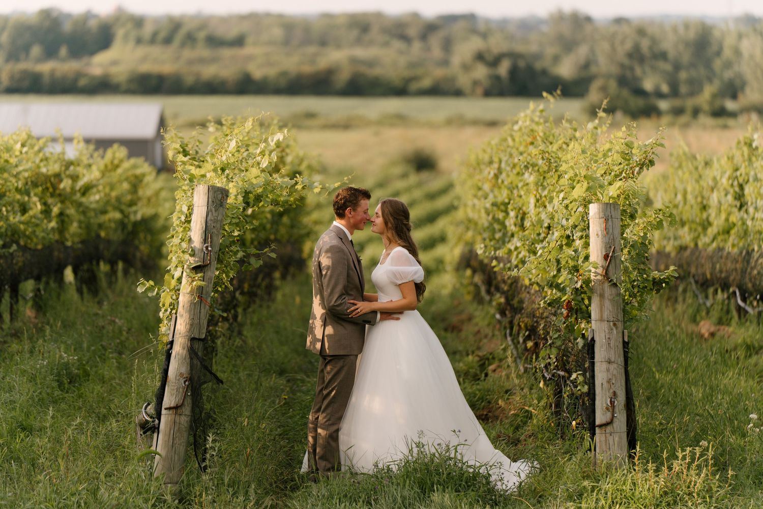 Bride and groom sharing a romantic kiss among lush green Niagara-on-the-lake vineyard rows at golden hour.