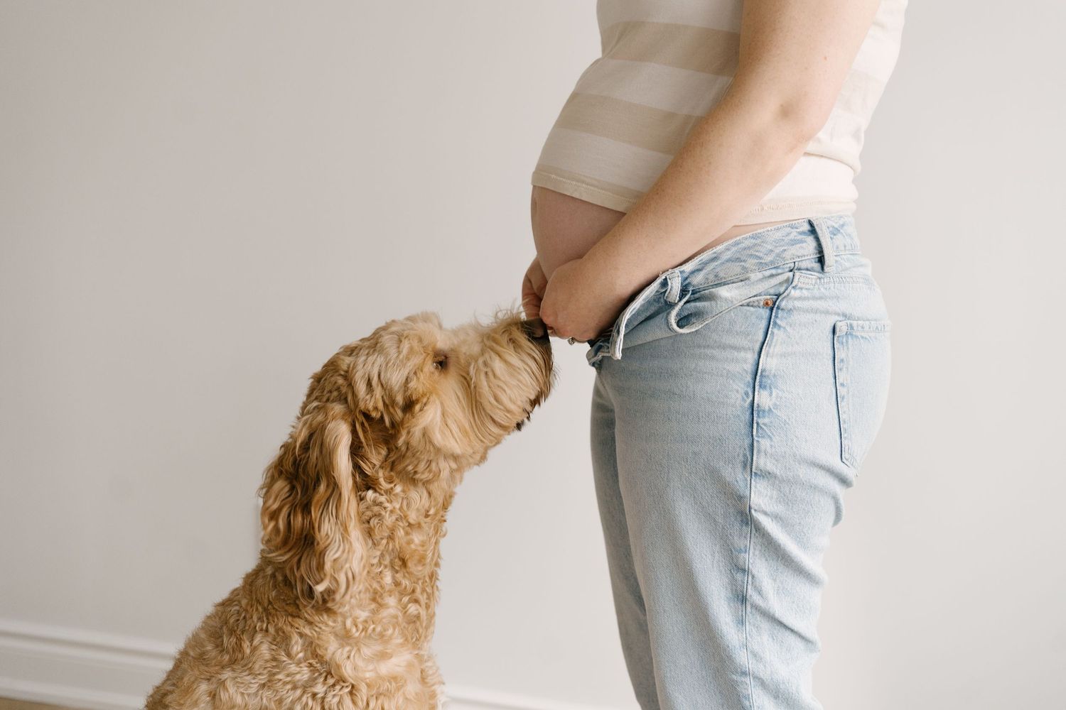 A golden doodle dog sniffing a pregnant woman's bare baby bump during an indoor maternity photo session.