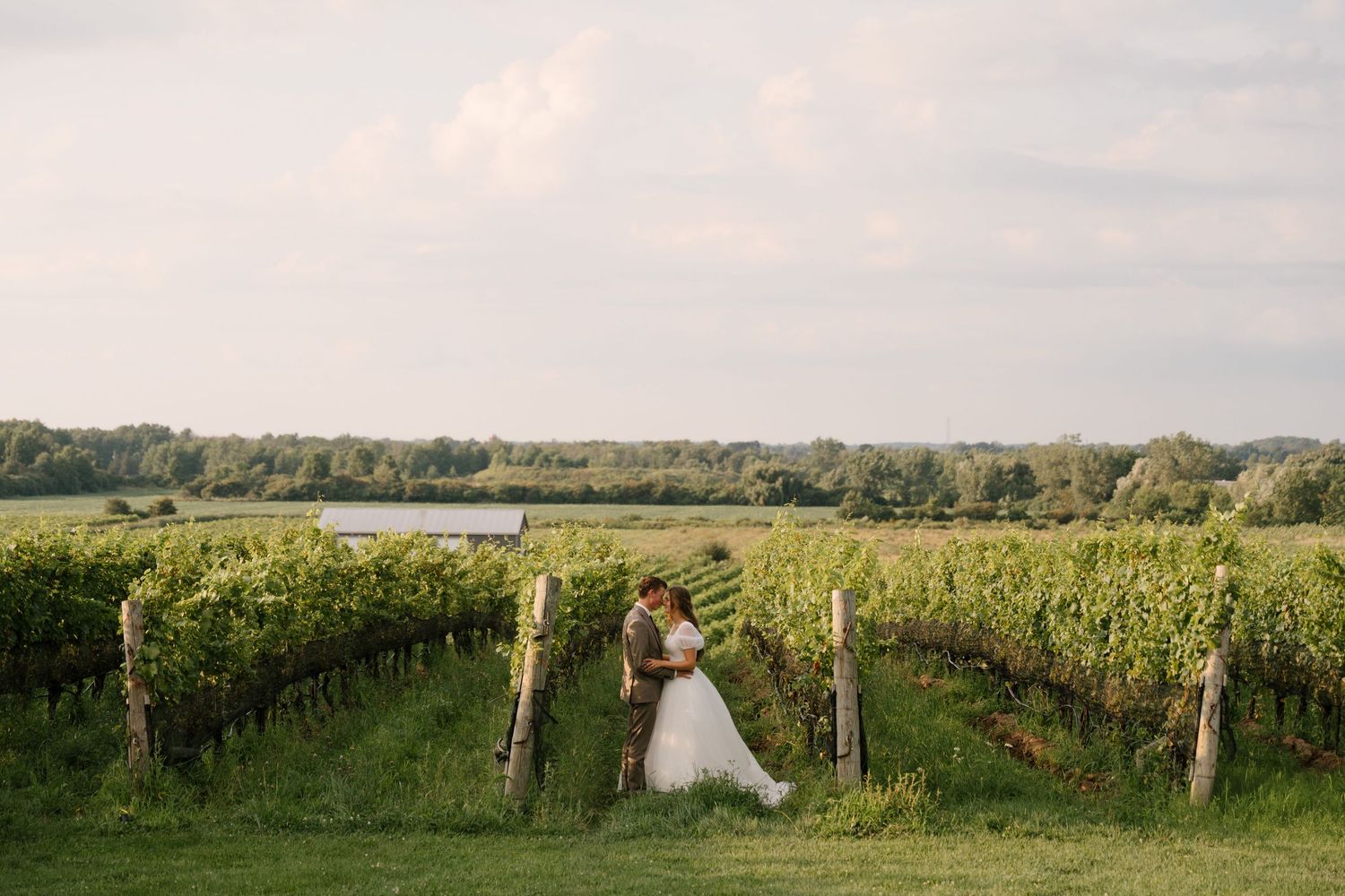 Bride and groom embracing romantically between Niagara-on-the-lake vineyard rows with a peaceful lake in the background.