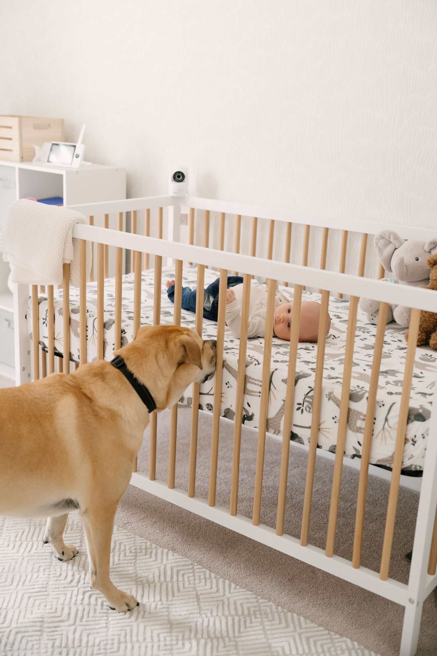 A golden dog stands beside a white wooden crib where a baby lies, in a bright nursery room.