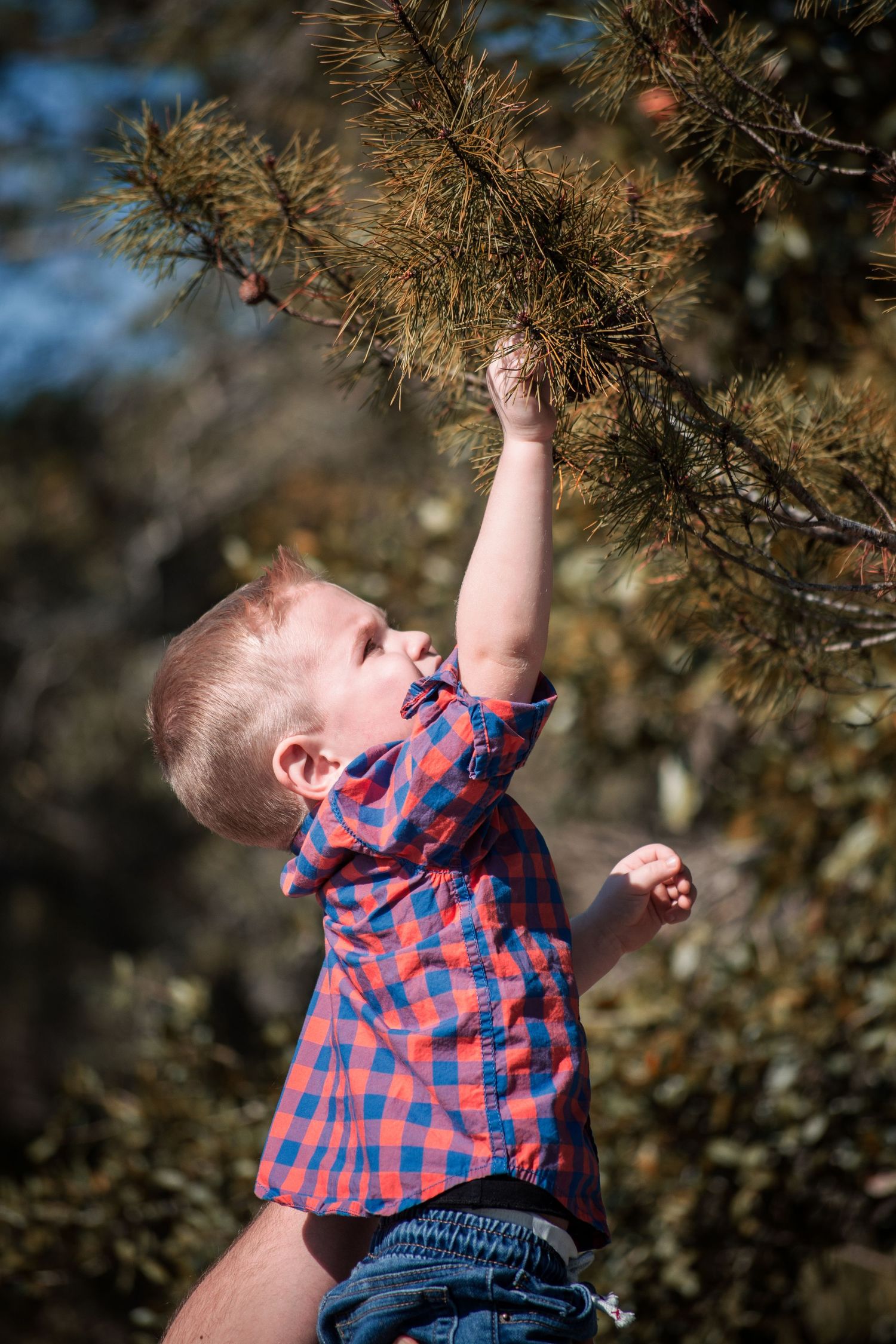 Child in plaid shirt reaches up towards tree branches in outdoor autumn setting.