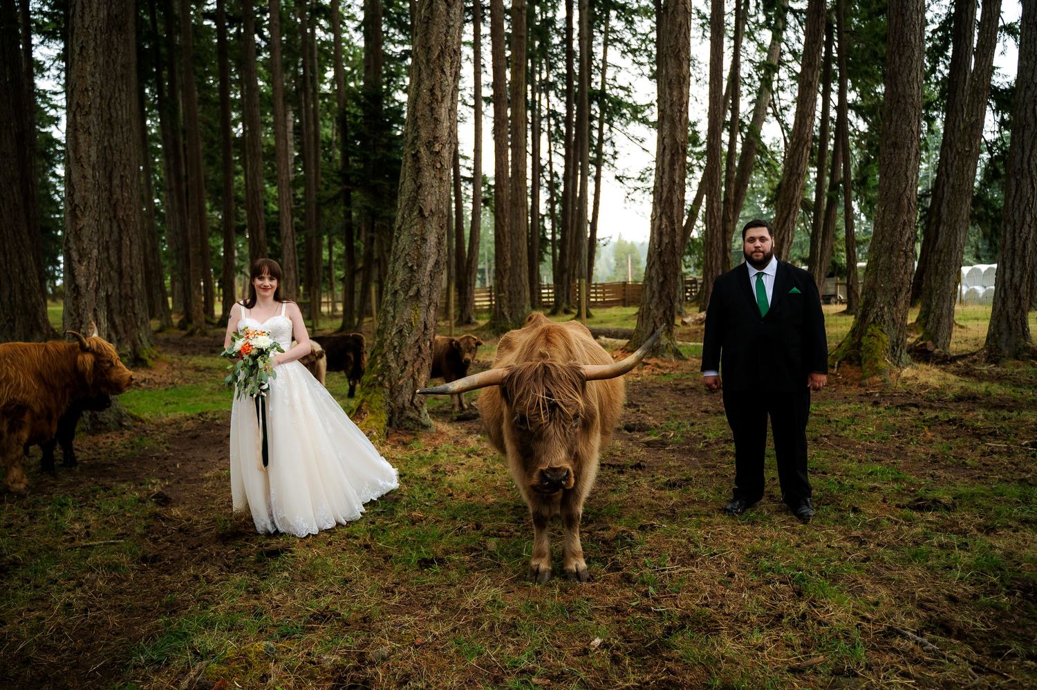 Highland cows wedding