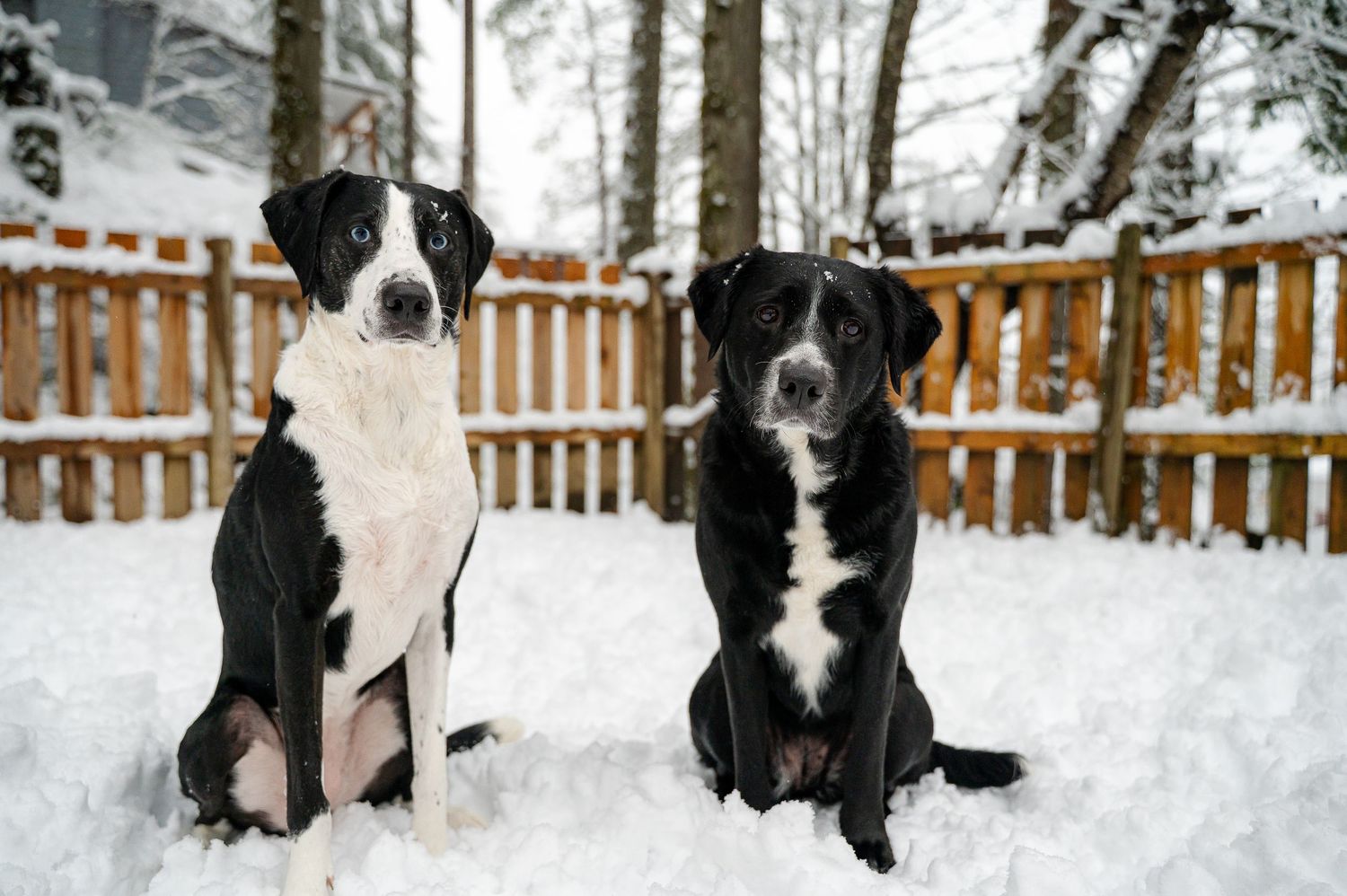 Dogs portraits