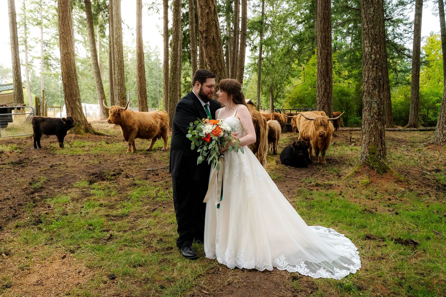 Black creek farm highland cows wedding portraits
