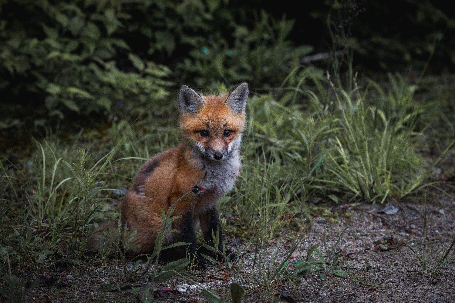 Red fox sitting alert in tall grass and woodland vegetation.