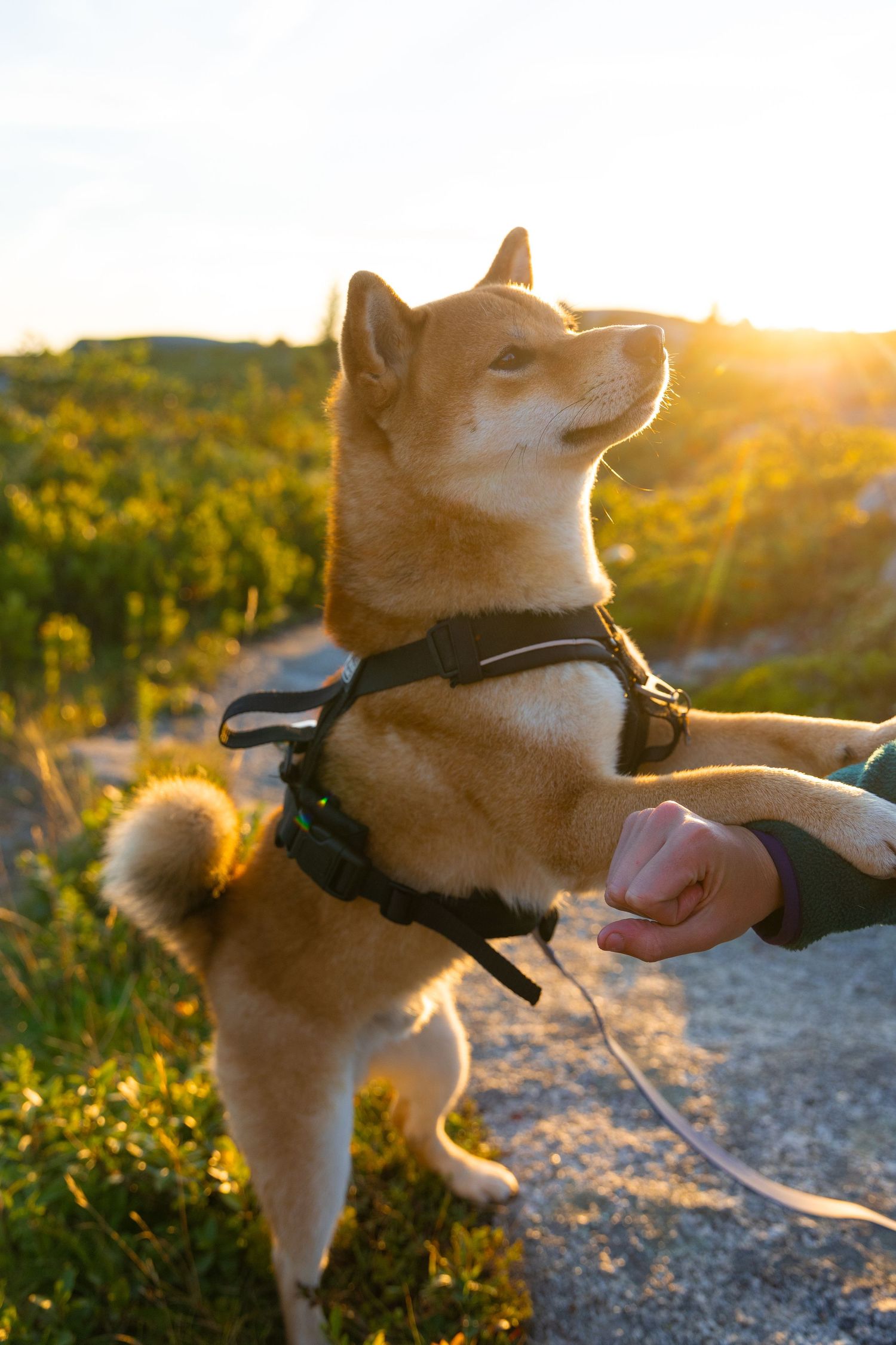 A Shiba Inu dog wearing a harness shakes hands with owner during golden hour sunset outdoors.