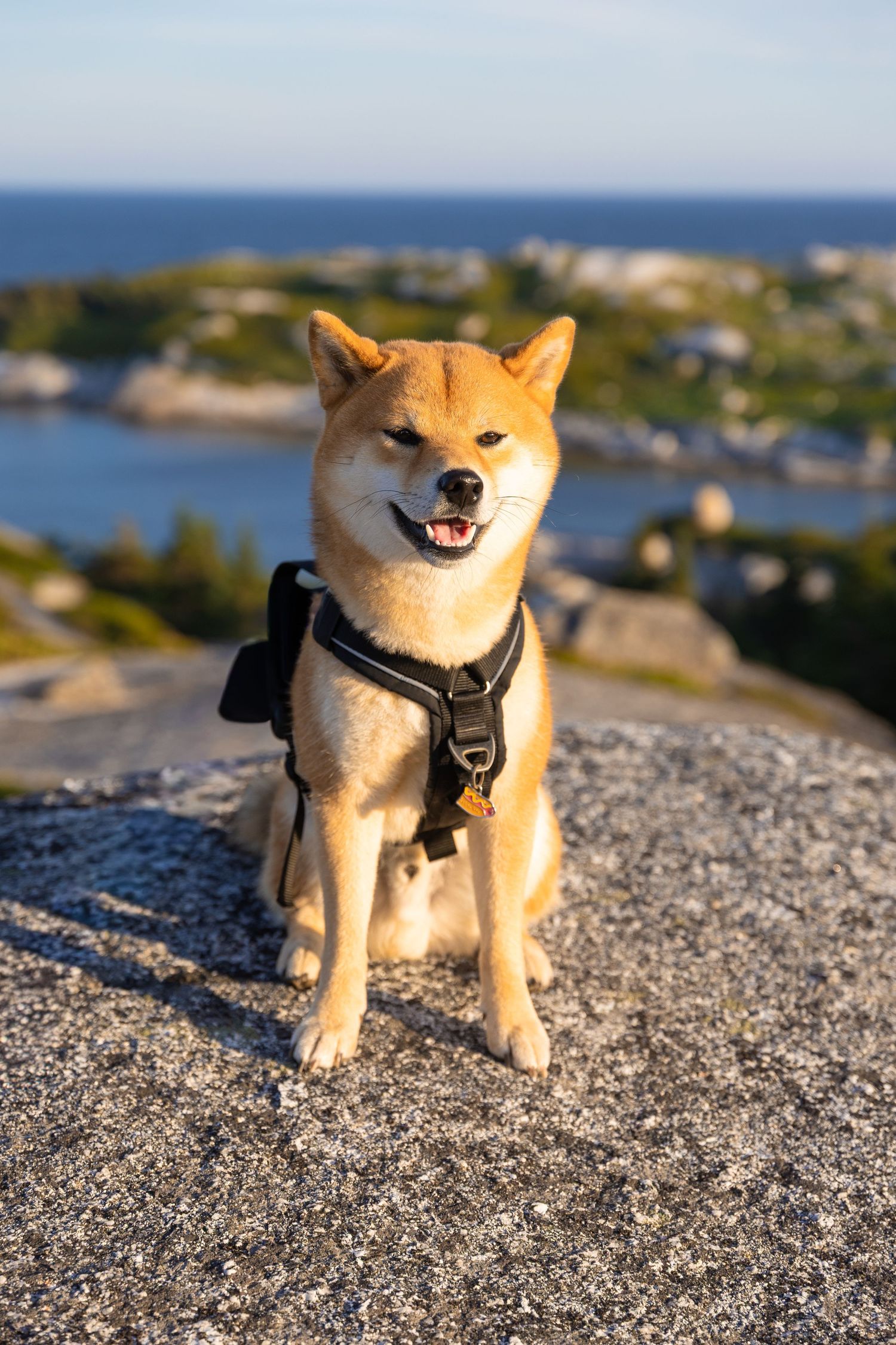 A happy Shiba Inu dog wearing a black harness sits on a rocky hilltop with a scenic coastal view behind it.