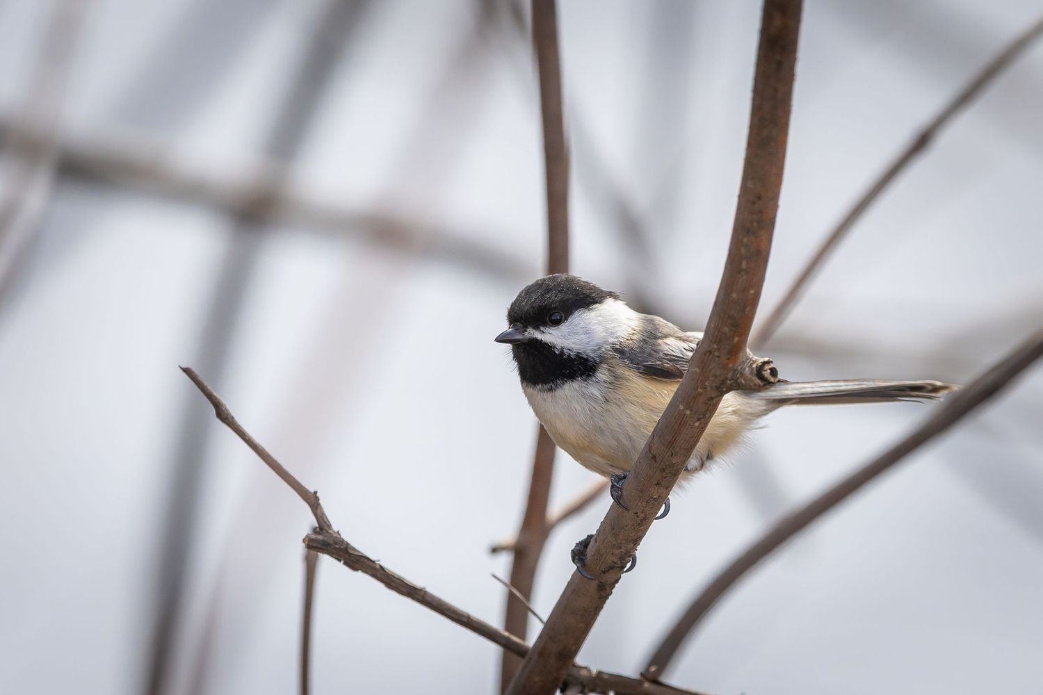 Small chickadee perched on a bare winter branch against a blurred background.