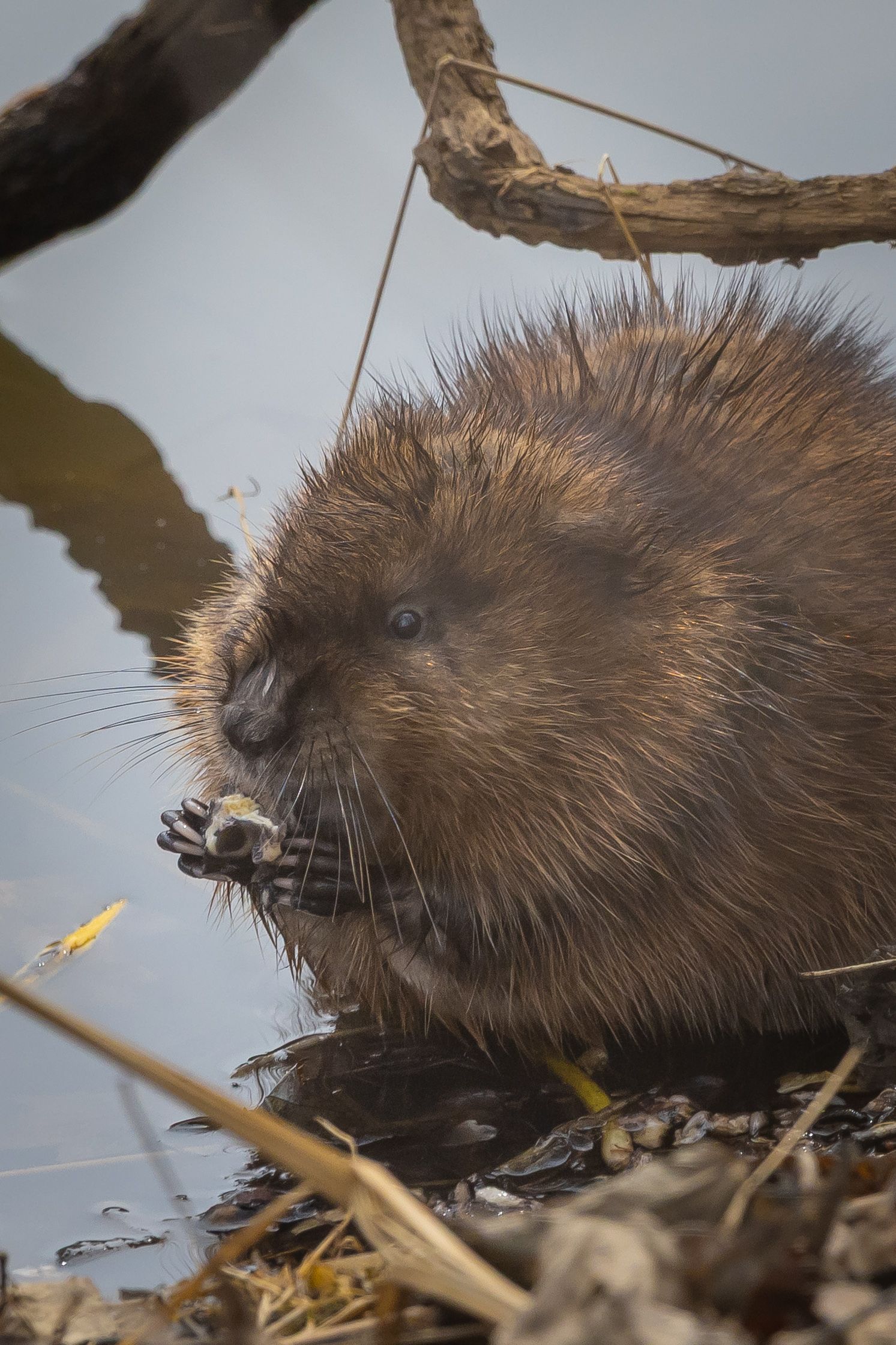 Close-up of a muskrat with wet brown fur near water's edge.