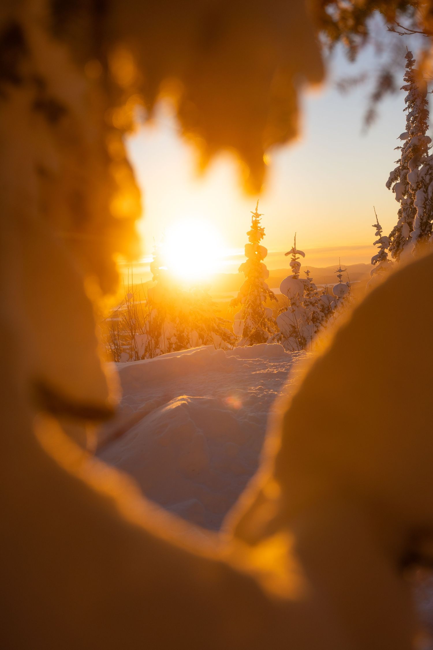 Bright sun peeks through snow-laden branches creating a warm glow over winter landscape.