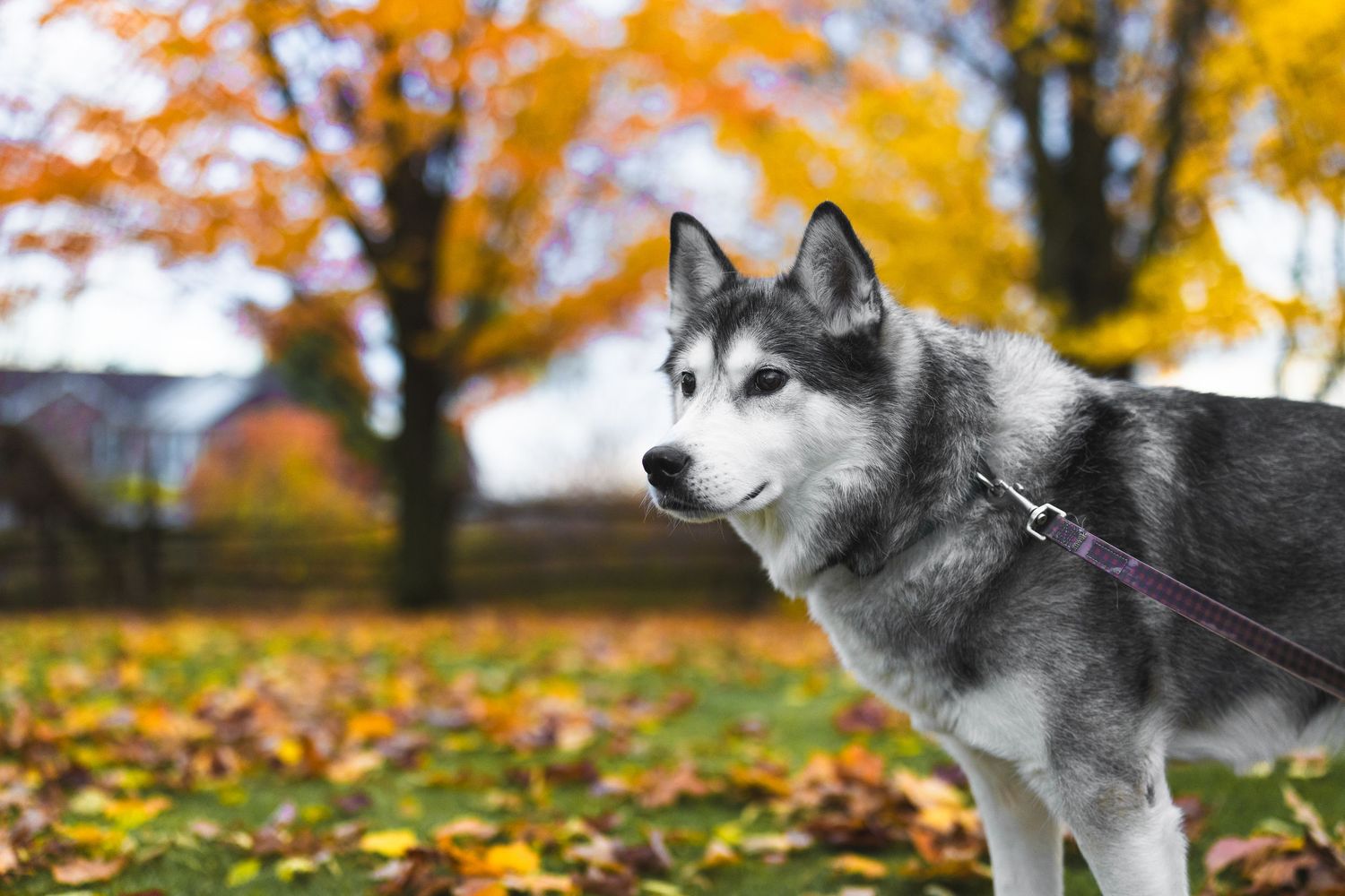 Husky dog with striking profile against vibrant fall foliage background.