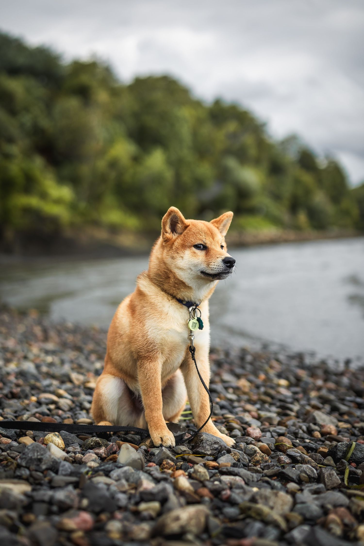 Alert Shiba Inu stands confidently on rocky beach while wearing a harness.