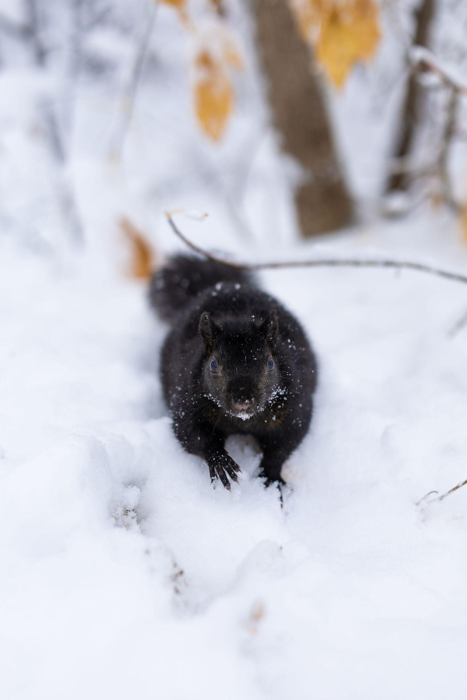 Black squirrel trudging through deep snow with yellow leaves in background.