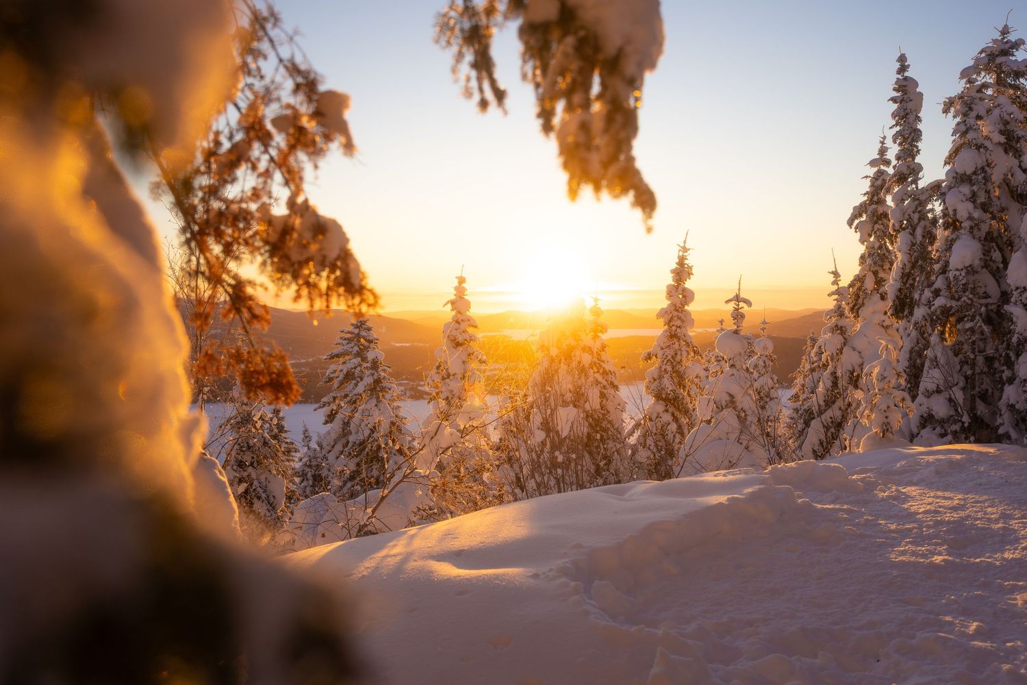 Golden winter sunset illuminates snow-laden tree branches with mountain landscape beyond.