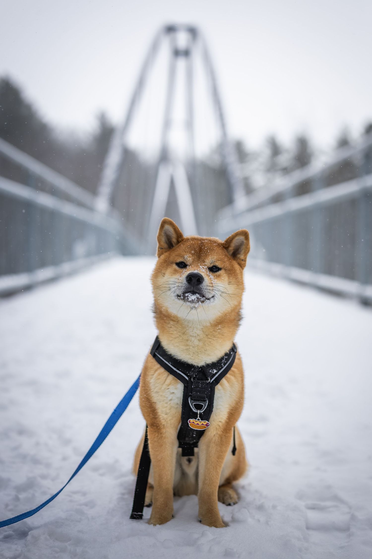 Adorable Shiba Inu dog sitting on snowy suspension bridge wearing a harness.