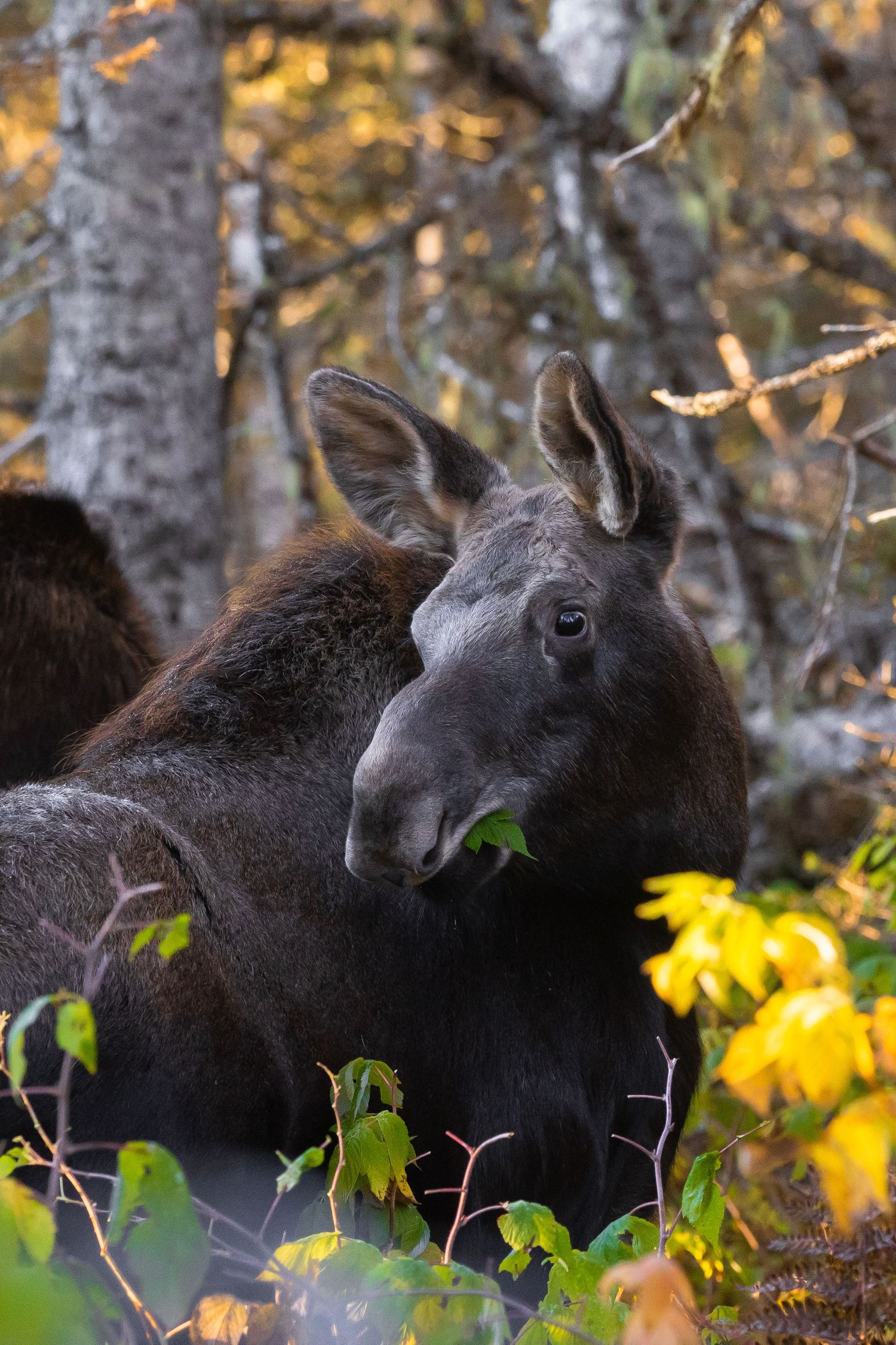 Close-up of moose face surrounded by yellow autumn leaves and birch trees.