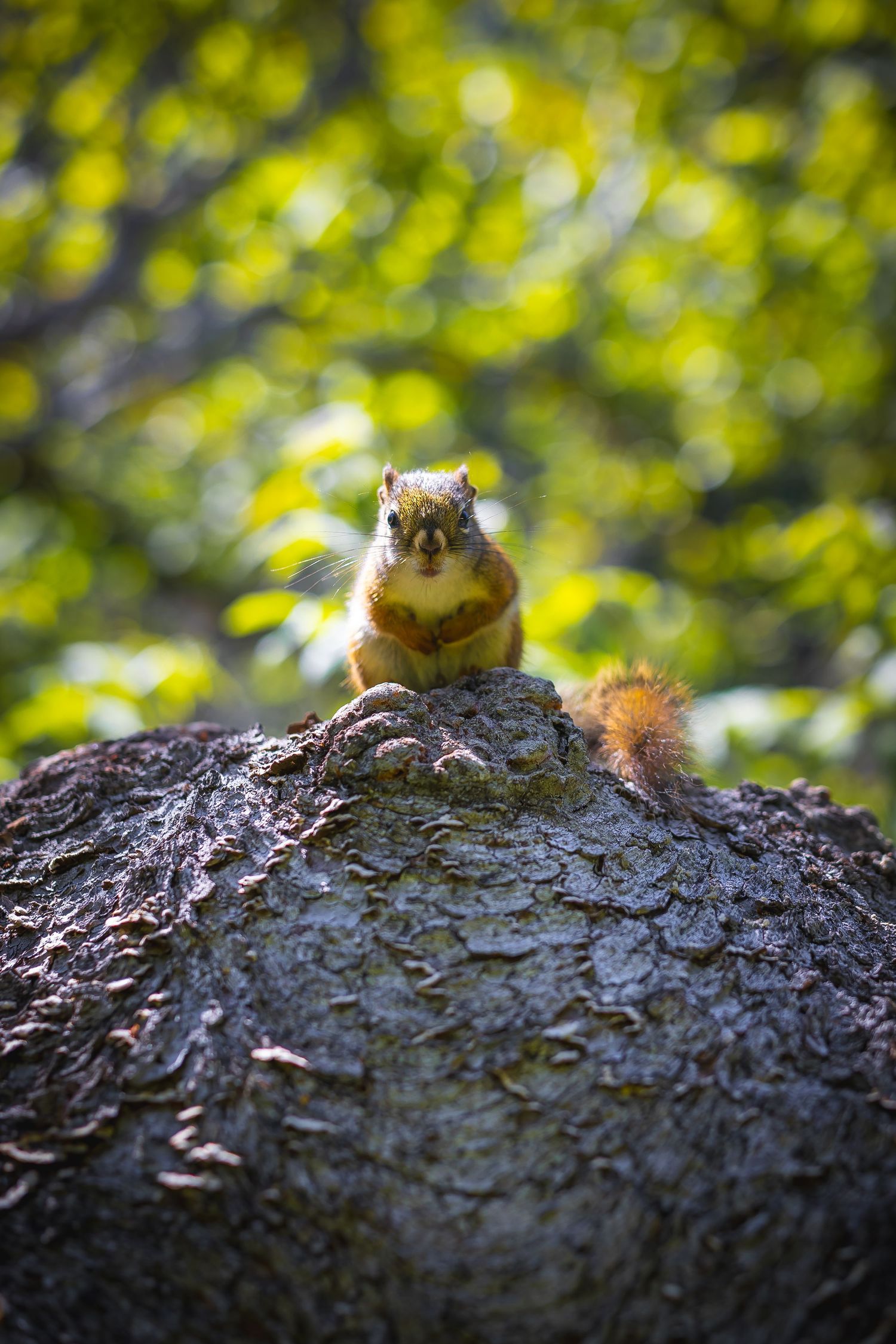 Chipmunk peeking over a tree trunk with sunlit bokeh background.