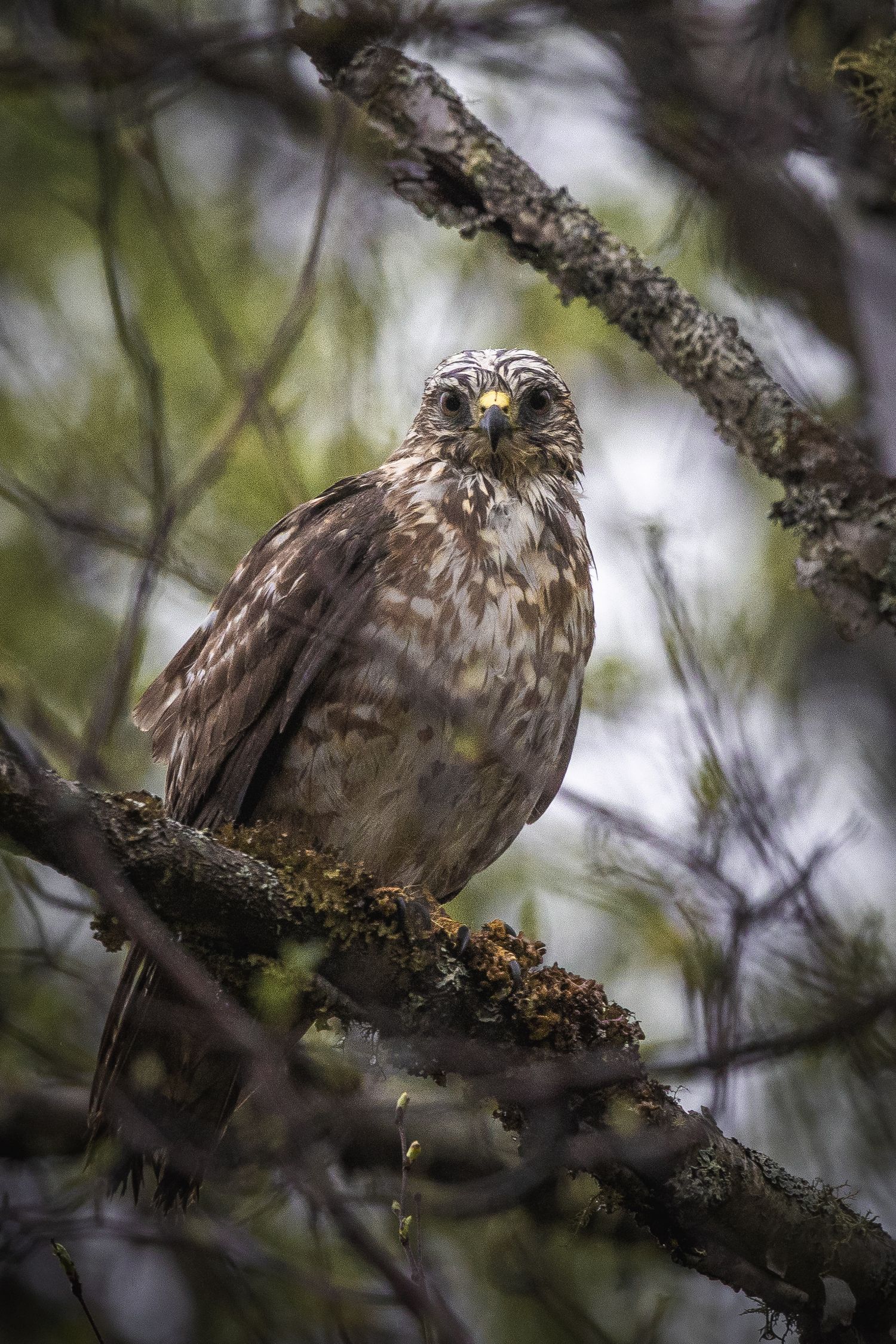 Small owl perched on a mossy tree branch in soft focus.