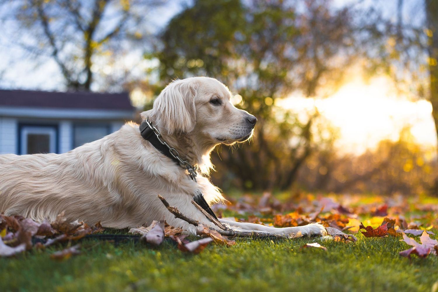Golden retriever lying in autumn leaves at sunset with warm golden light in background.
