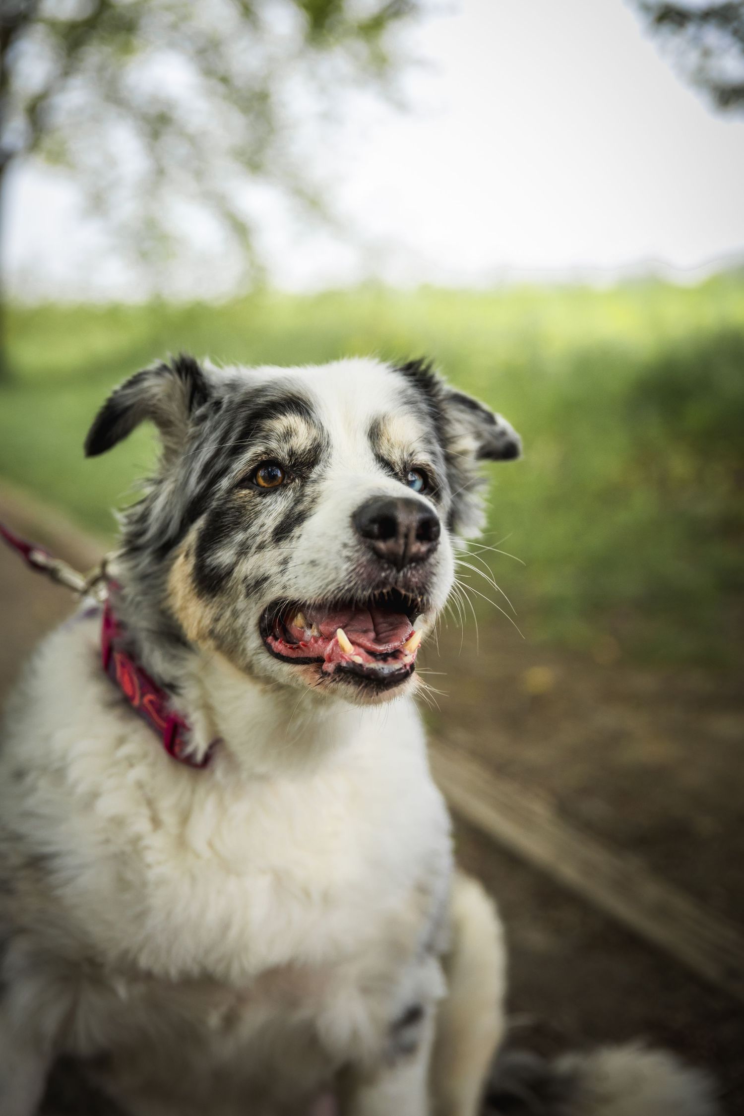 Border collie mix with black and white fur smiling joyfully outdoors.