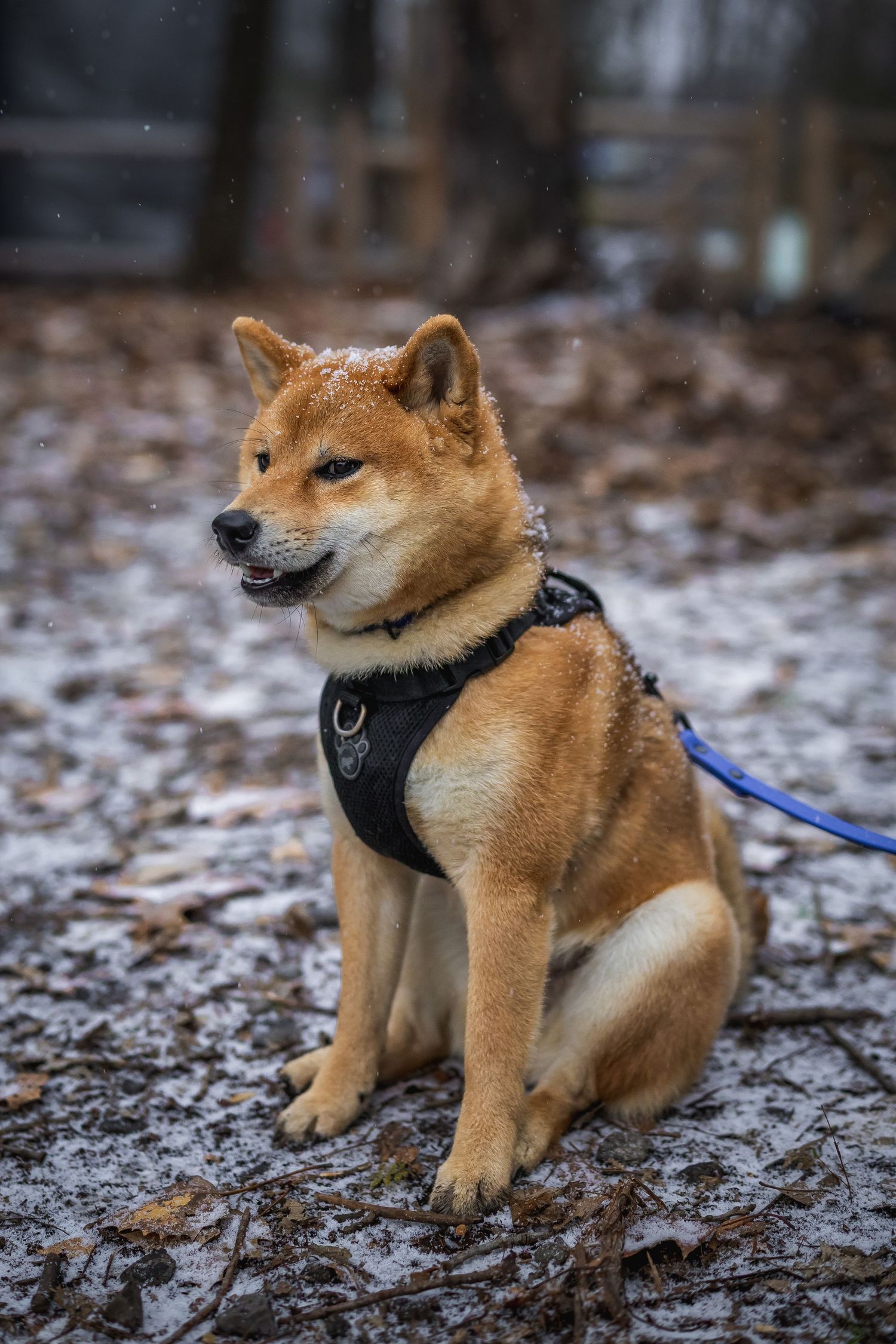 Shiba Inu puppy sits in snowy winter setting wearing black harness and blue leash.
